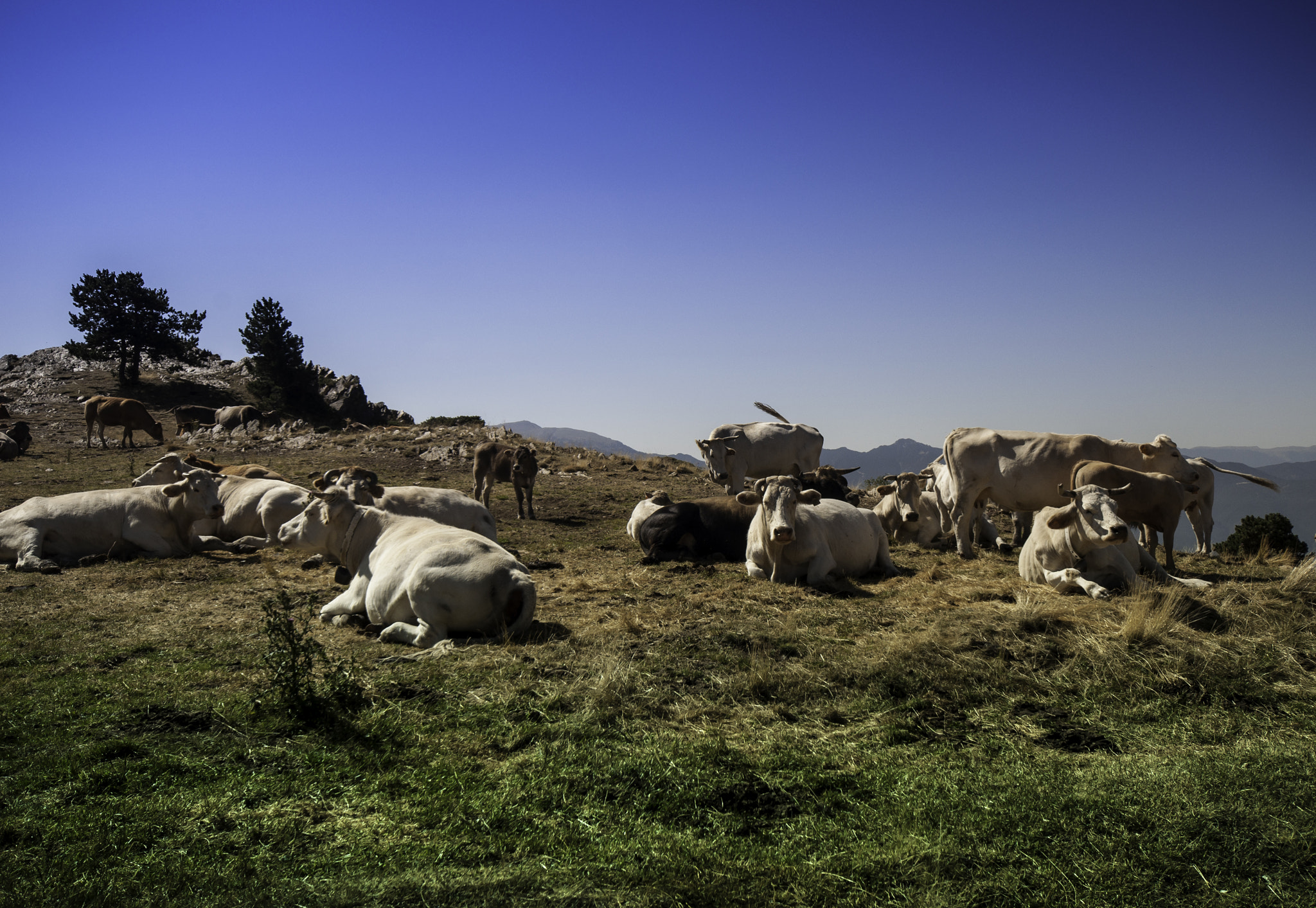 Nikon D5000 sample photo. Cows photography