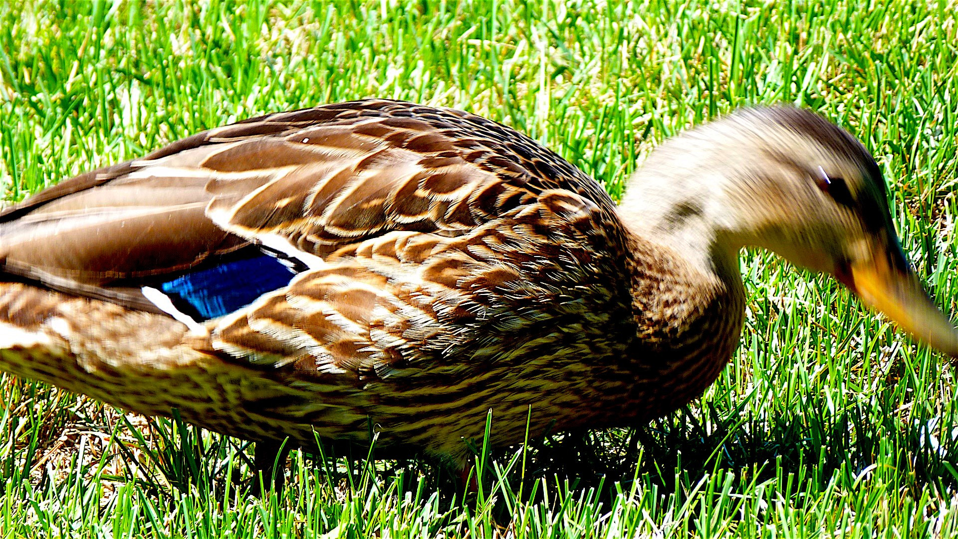 Panasonic Lumix DMC-ZS8 (Lumix DMC-TZ18) sample photo. Duck at pond photography