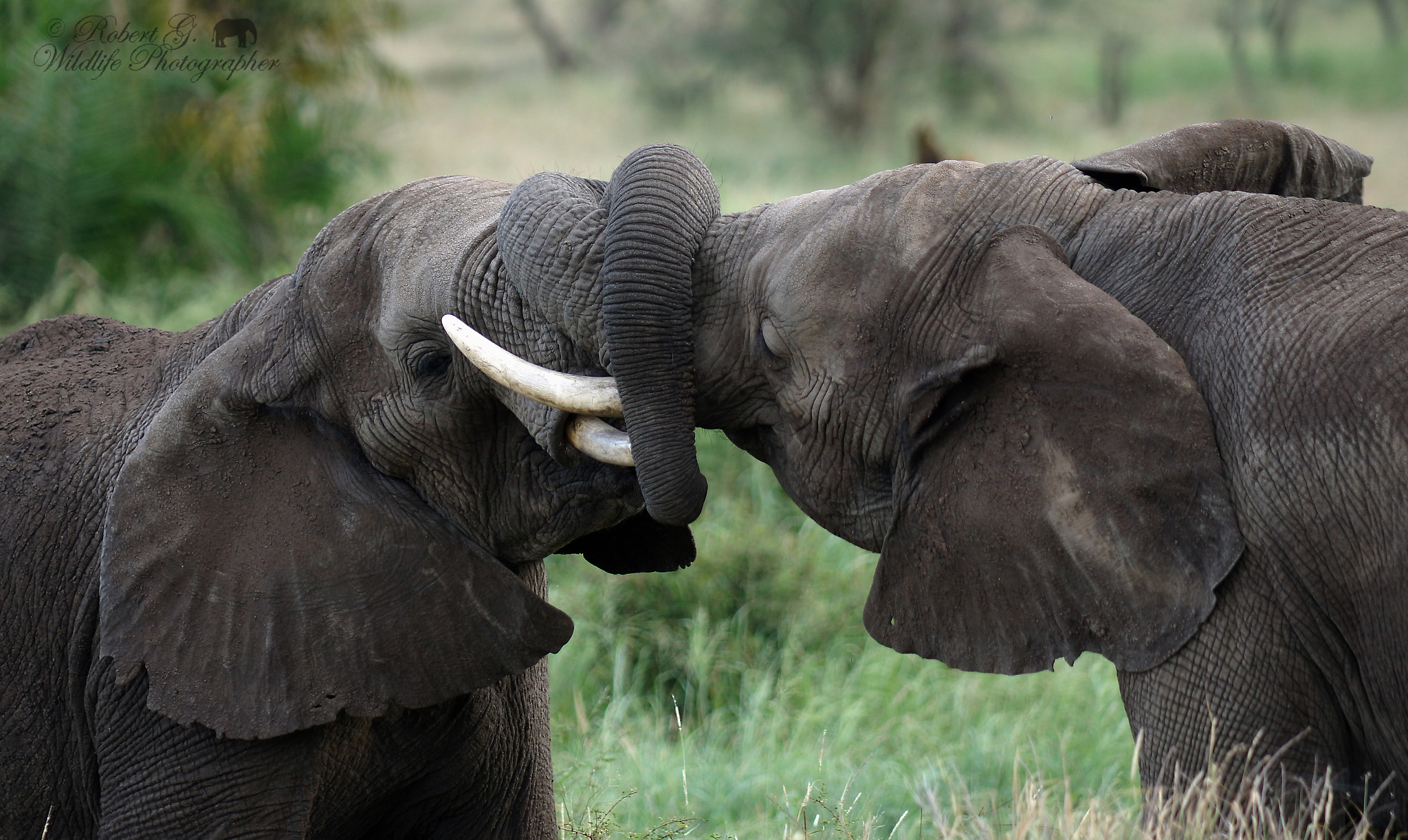 Sony SLT-A77 + Minolta/Sony AF 70-200mm F2.8 G sample photo. Fighting elephants photography