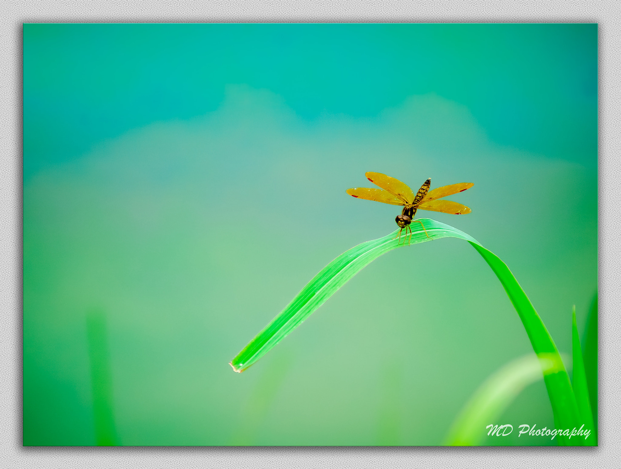 Nikon D7000 + AF Nikkor 180mm f/2.8 IF-ED sample photo. Balance of nature.. photography