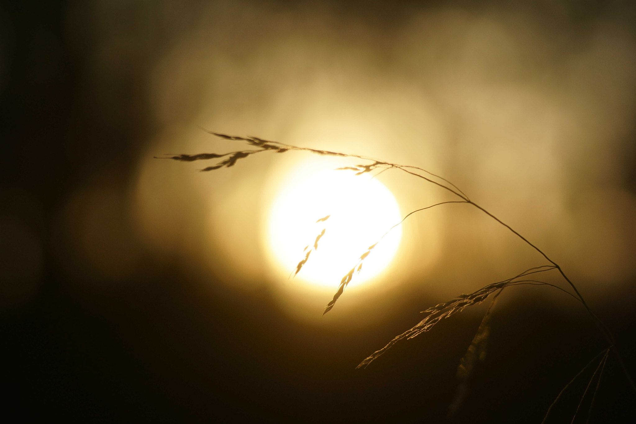 Sony a6000 + Tamron SP AF 90mm F2.8 Di Macro sample photo. Atardecer photography