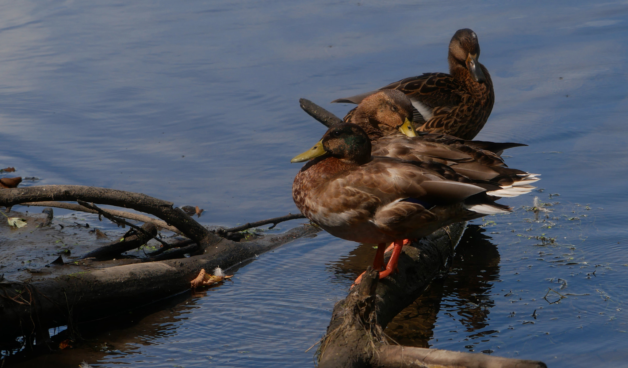 Panasonic Lumix DMC-GX85 (Lumix DMC-GX80 / Lumix DMC-GX7 Mark II) sample photo. Ducks of dupage photography