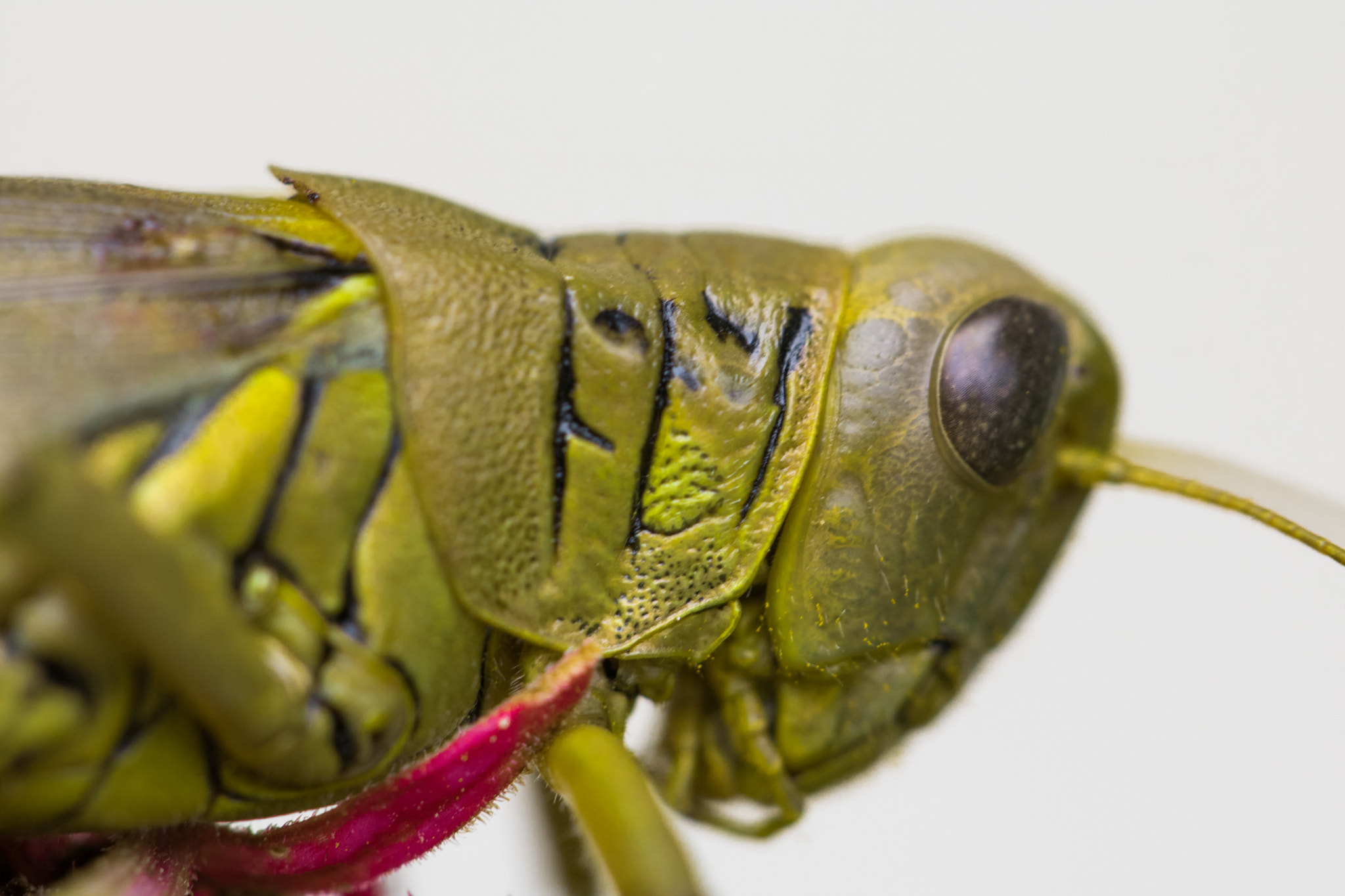 Canon EF 100mm F2.8L Macro IS USM sample photo. Grasshopper macro 1 photography