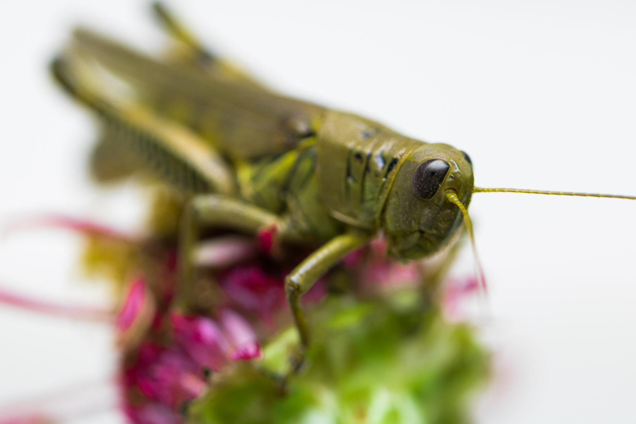 Canon EF 100mm F2.8L Macro IS USM sample photo. Grasshopper macro 2 photography
