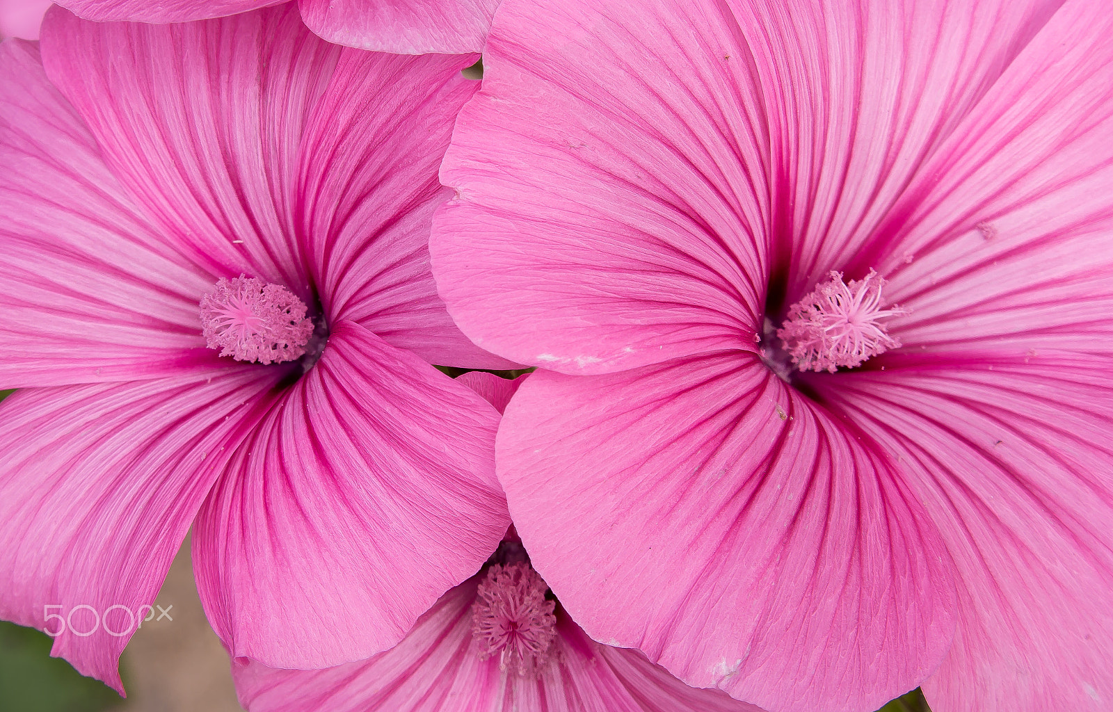 Samsung NX 18-200mm F3.5-6.3 ED OIS sample photo. The pink flowers photography