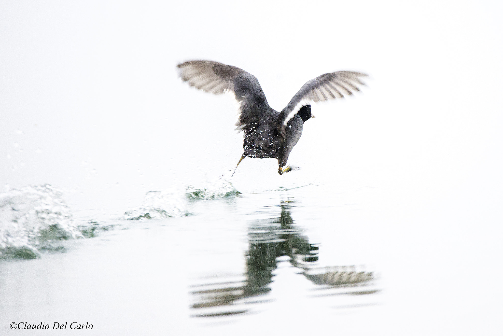 Sigma 150-600mm F5-6.3 DG OS HSM | S sample photo. Dsc photography