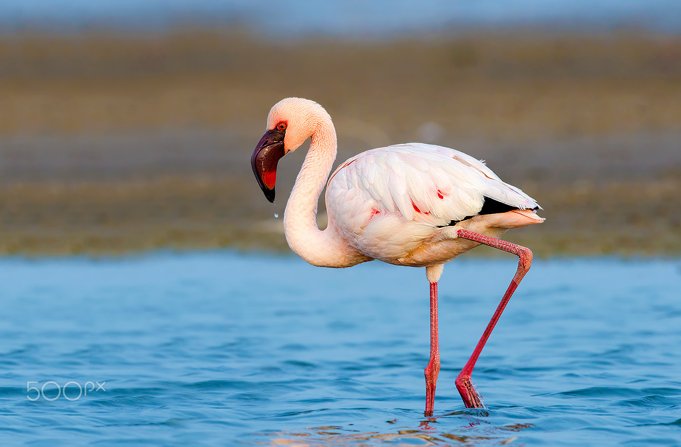 Nikon D7000 + Nikon AF-S Nikkor 500mm F4G ED VR sample photo. Lesser flamingo photography