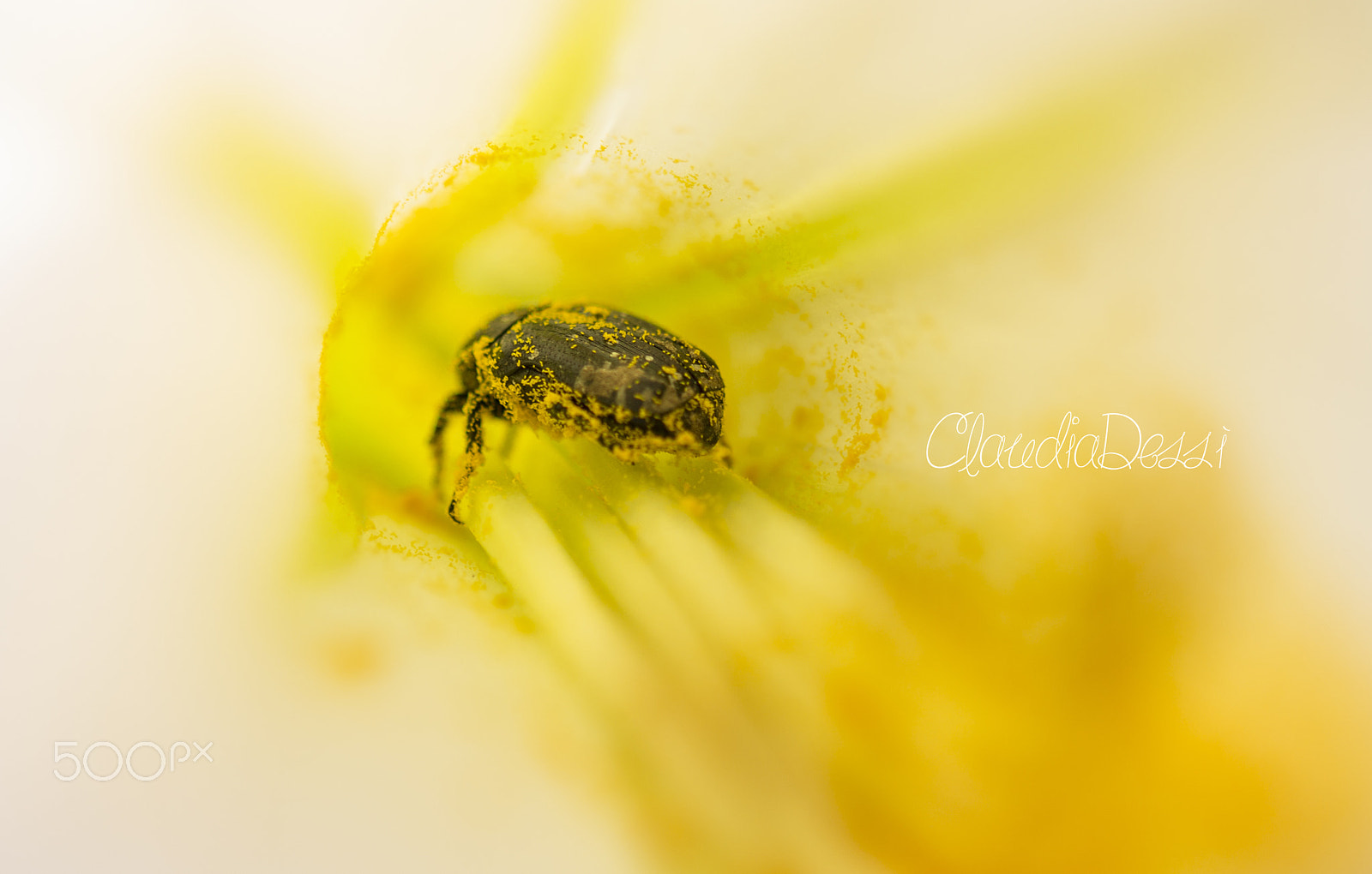 Sigma 105mm F2.8 EX DG OS HSM sample photo. Big feed - scorpacciata photography