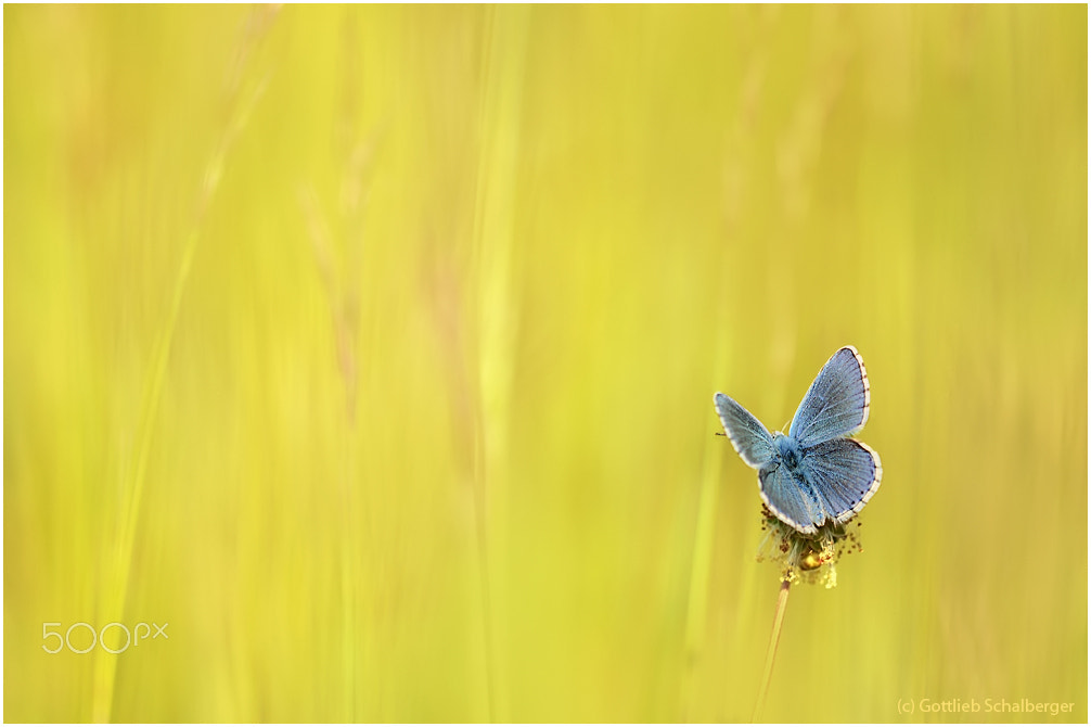 Nikon D90 + Sigma 150mm F2.8 EX DG Macro HSM sample photo. Polyommatus belargus photography