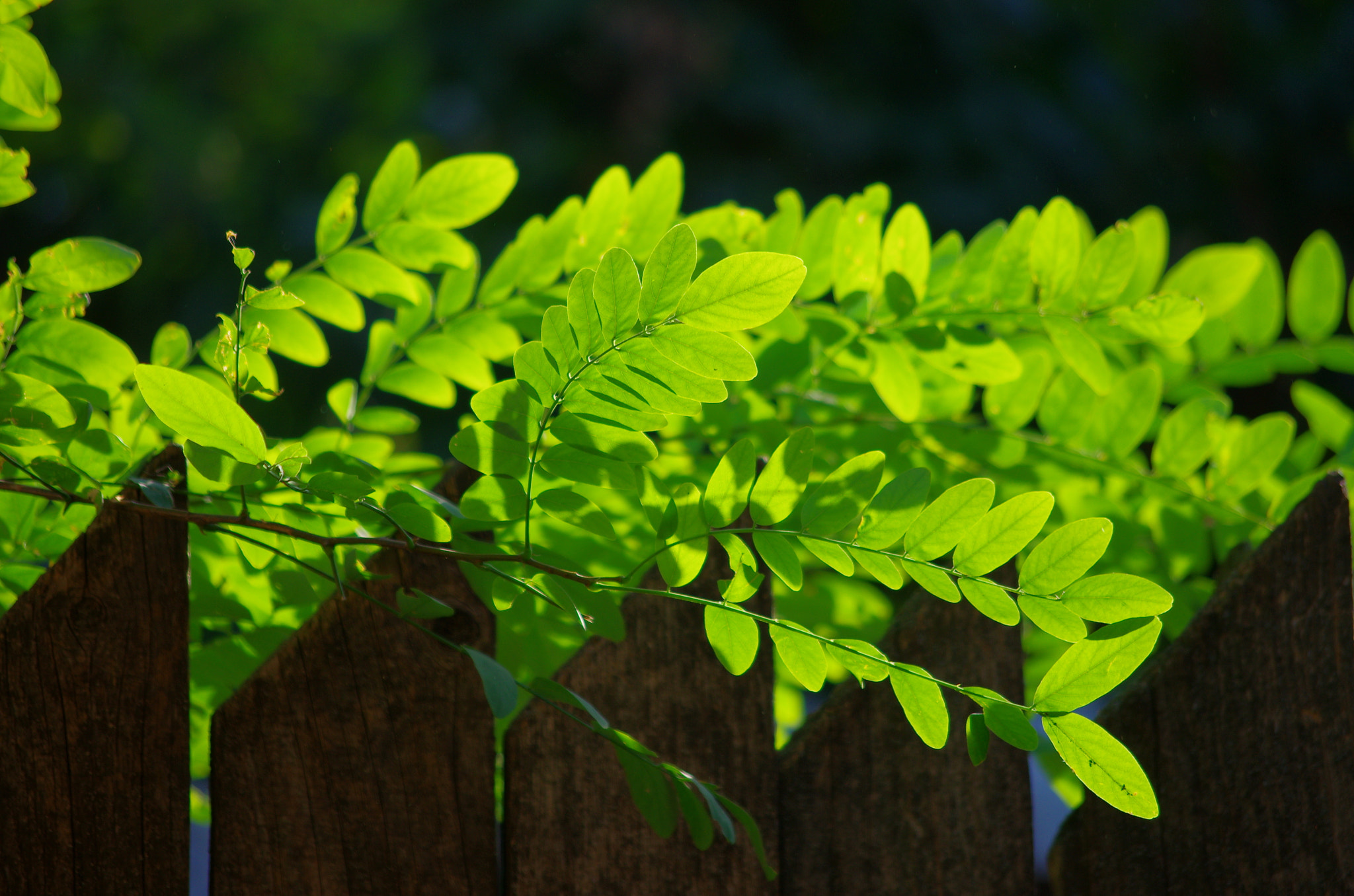 Pentax K-5 sample photo. Green photography