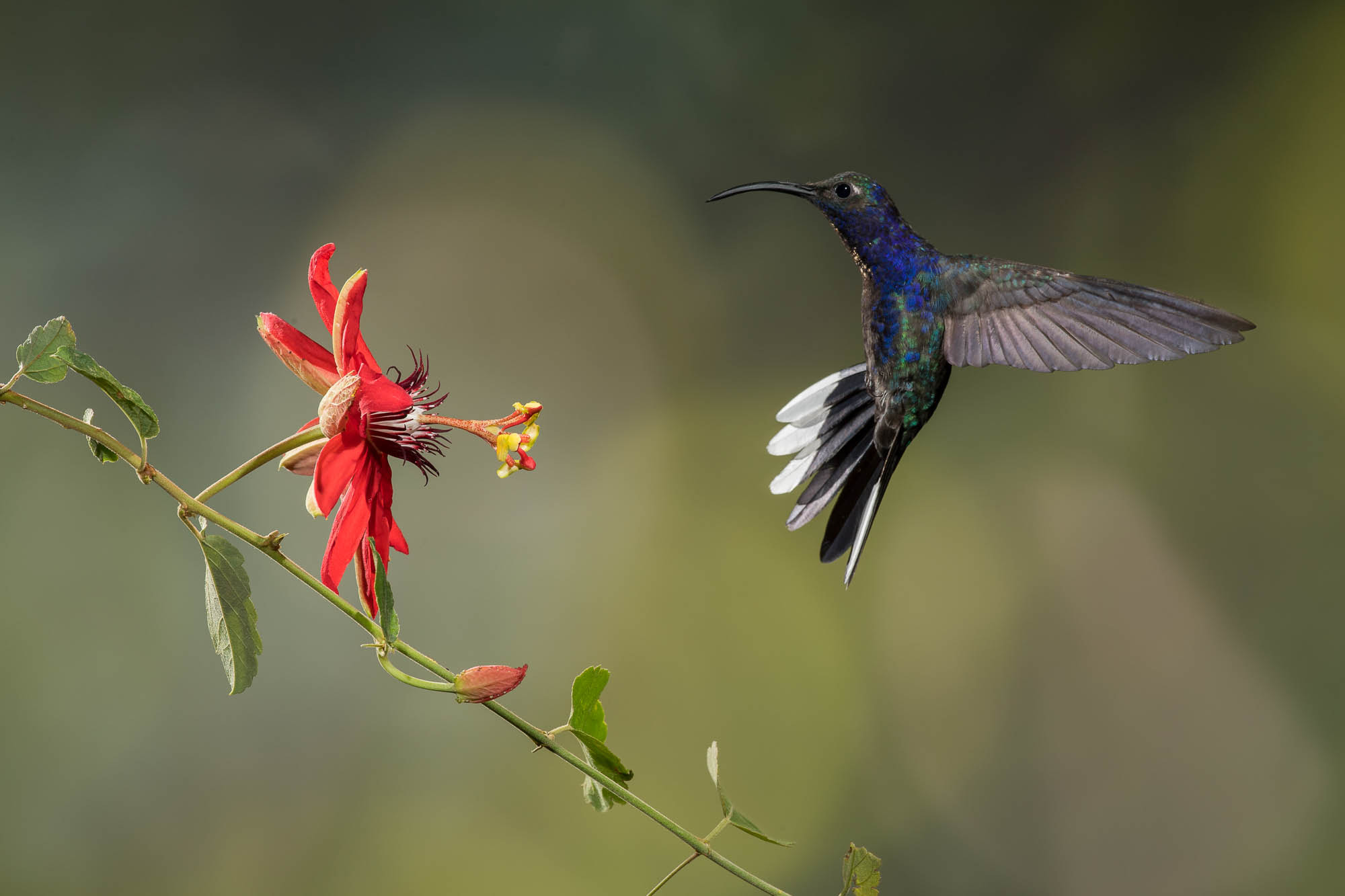 Nikon AF-S Nikkor 300mm F2.8G ED VR II sample photo. Saber wing humming bird photography