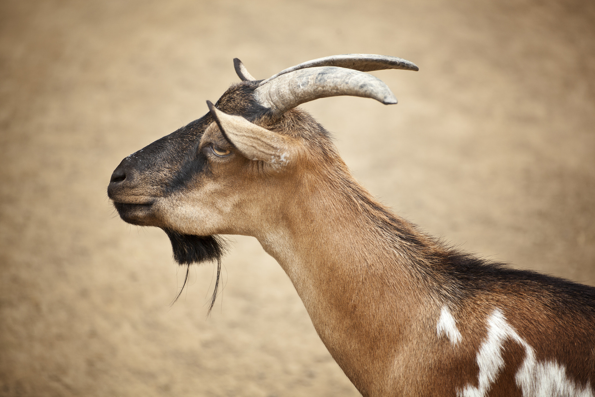Tamron SP 35mm F1.8 Di VC USD sample photo. Pigmy goat photography