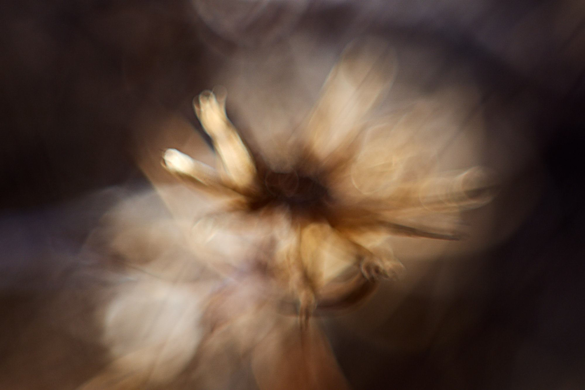 Sony ILCA-77M2 + Minolta AF 50mm F1.7 sample photo. Burning flower photography