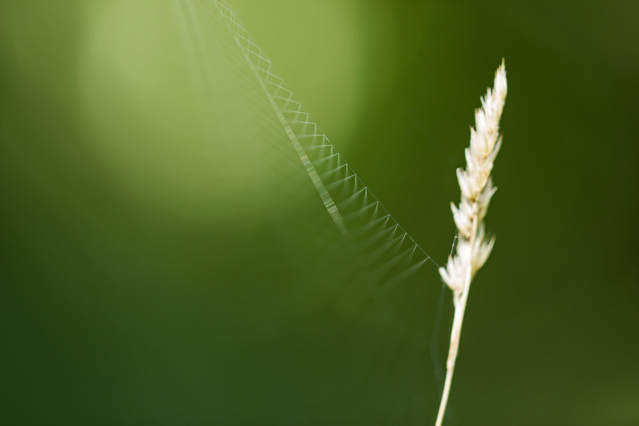 Canon EF 180mm F3.5L Macro USM sample photo. Spinnwebe photography