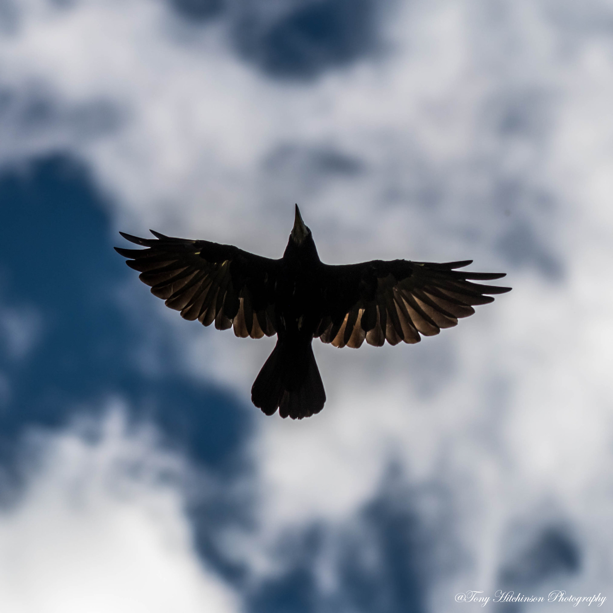 Nikon D500 sample photo. Crow from below photography