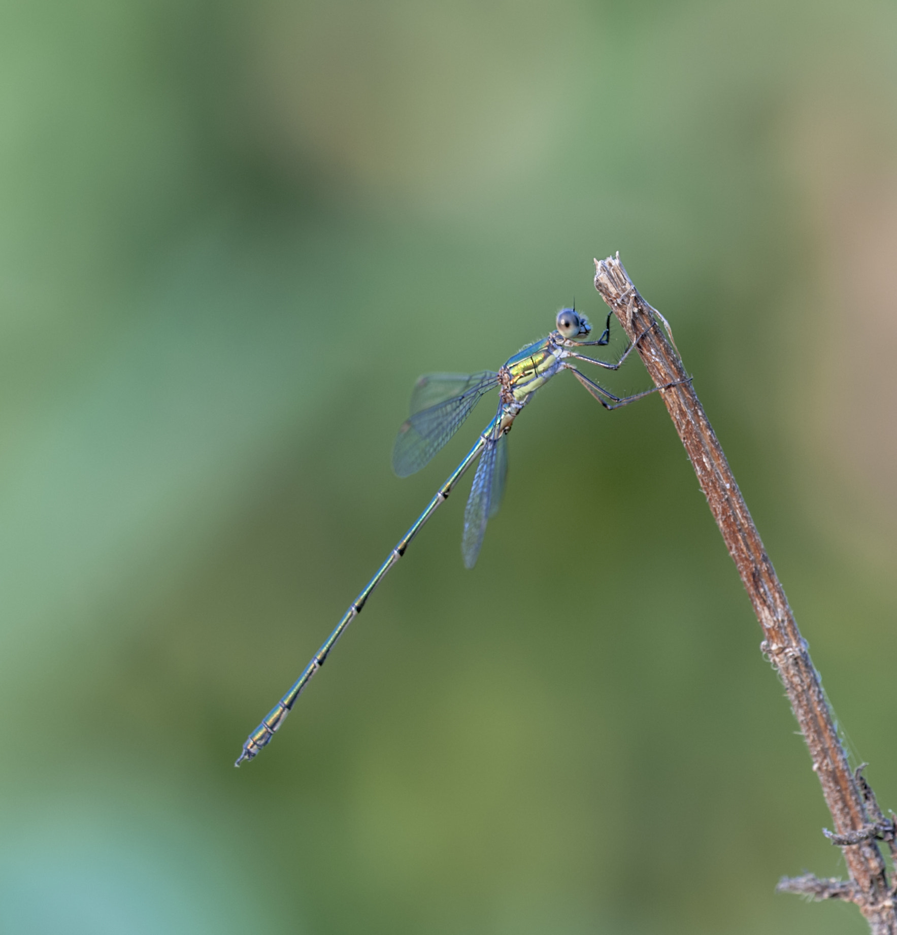 Sigma APO Macro 180mm F3.5 EX DG HSM sample photo. Diablillo photography