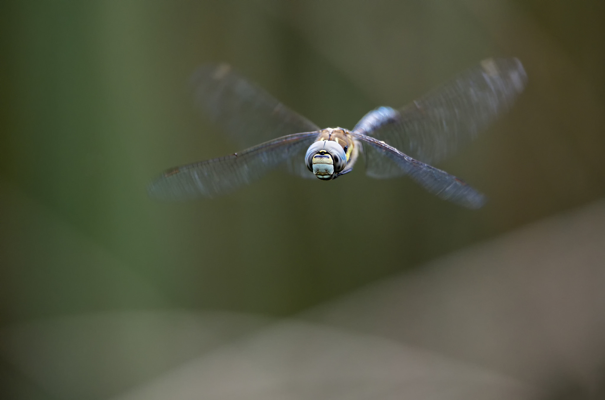 Canon EOS-1D X Mark II + Canon EF 300mm F2.8L IS II USM sample photo. Flight of the migrant hawker # 7 photography