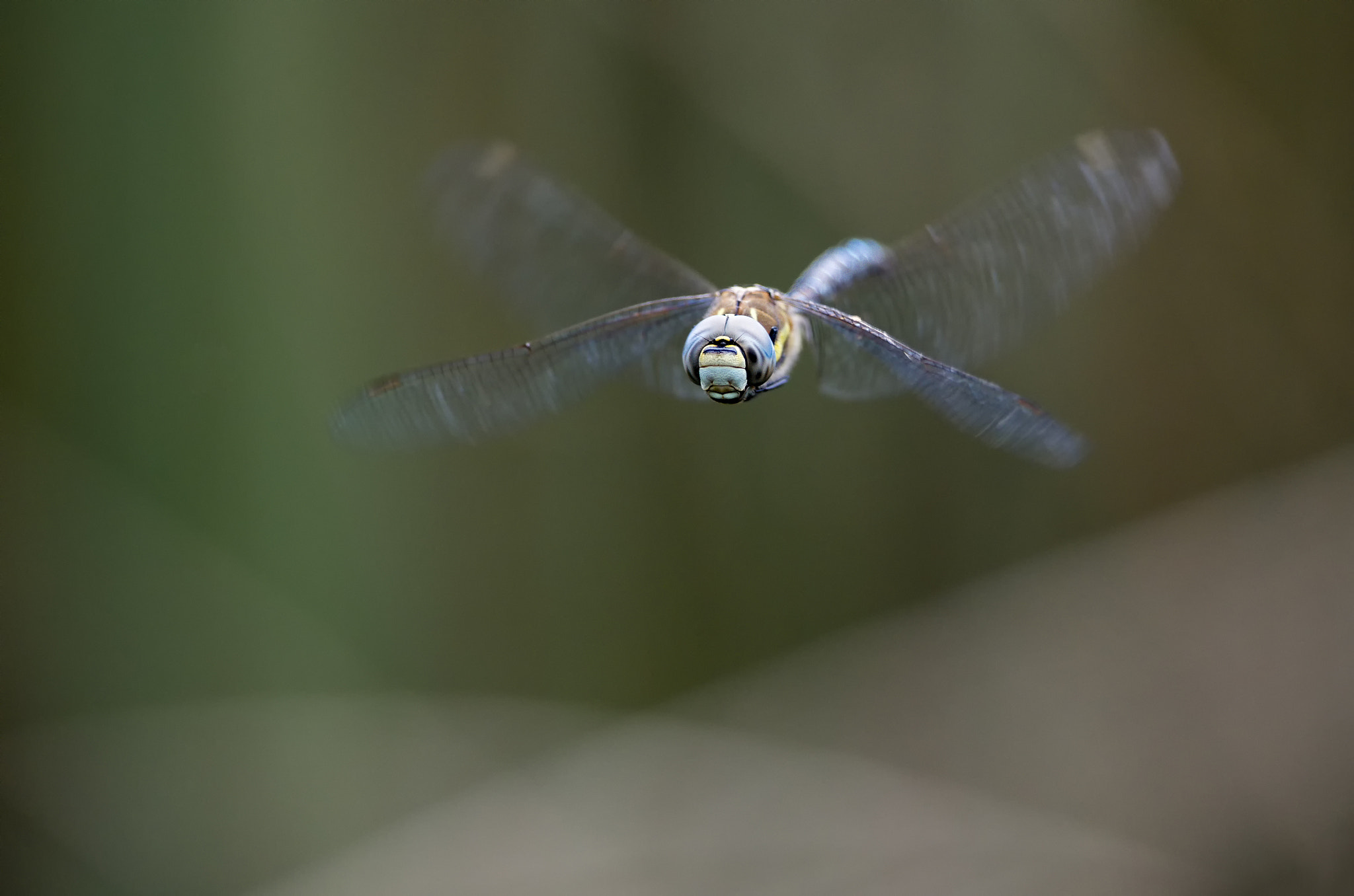 Canon EF 300mm F2.8L IS II USM sample photo. Flight of the migrant hawker # 7 photography