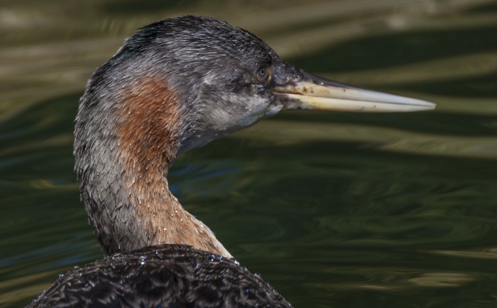 Tamron SP 150-600mm F5-6.3 Di VC USD sample photo. Luz lake photography
