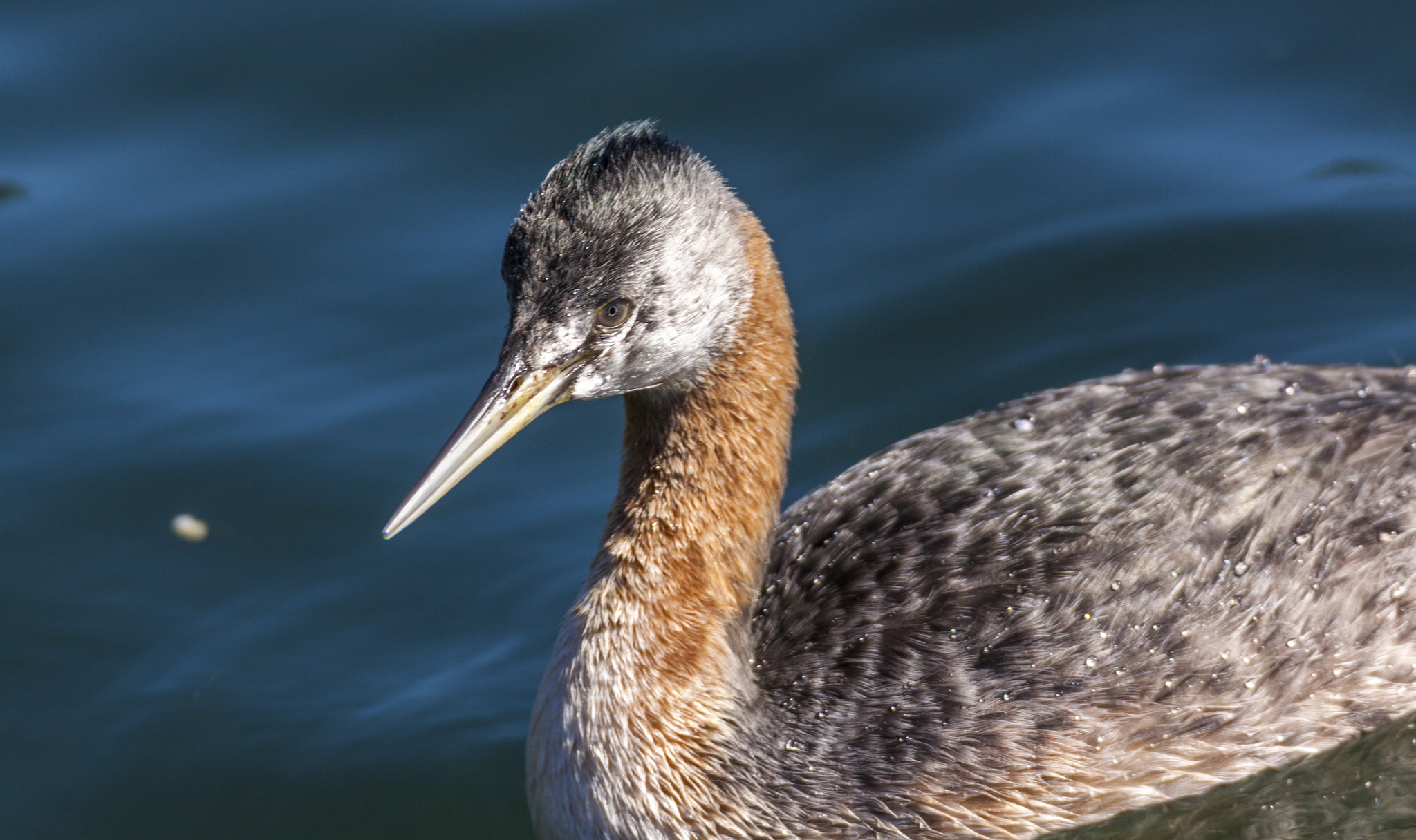 Tamron SP 150-600mm F5-6.3 Di VC USD sample photo. Luz lake photography