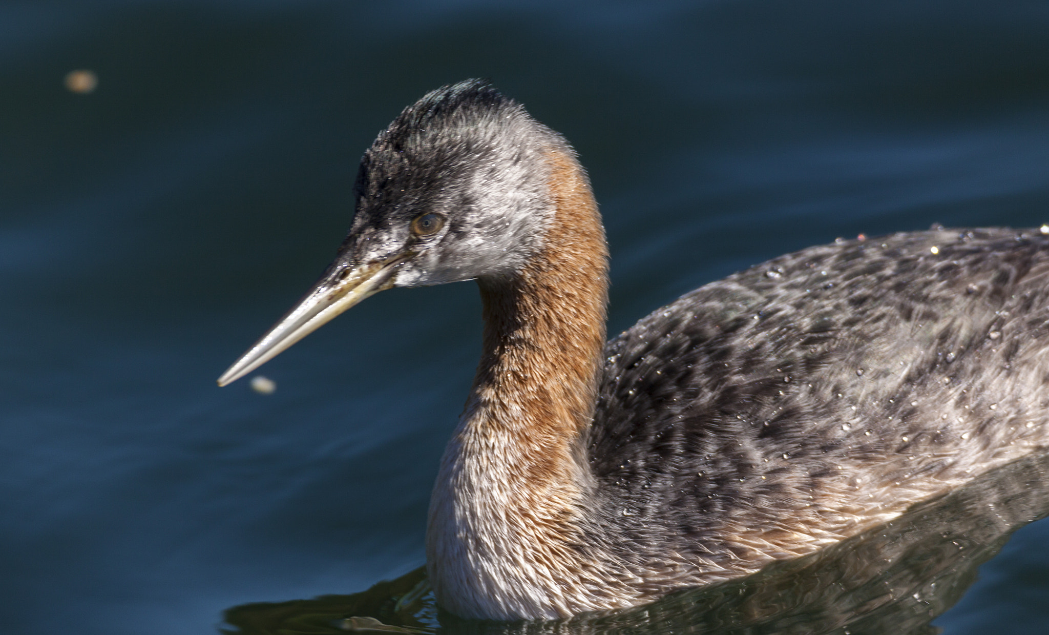 Tamron SP 150-600mm F5-6.3 Di VC USD sample photo. Luz lake photography
