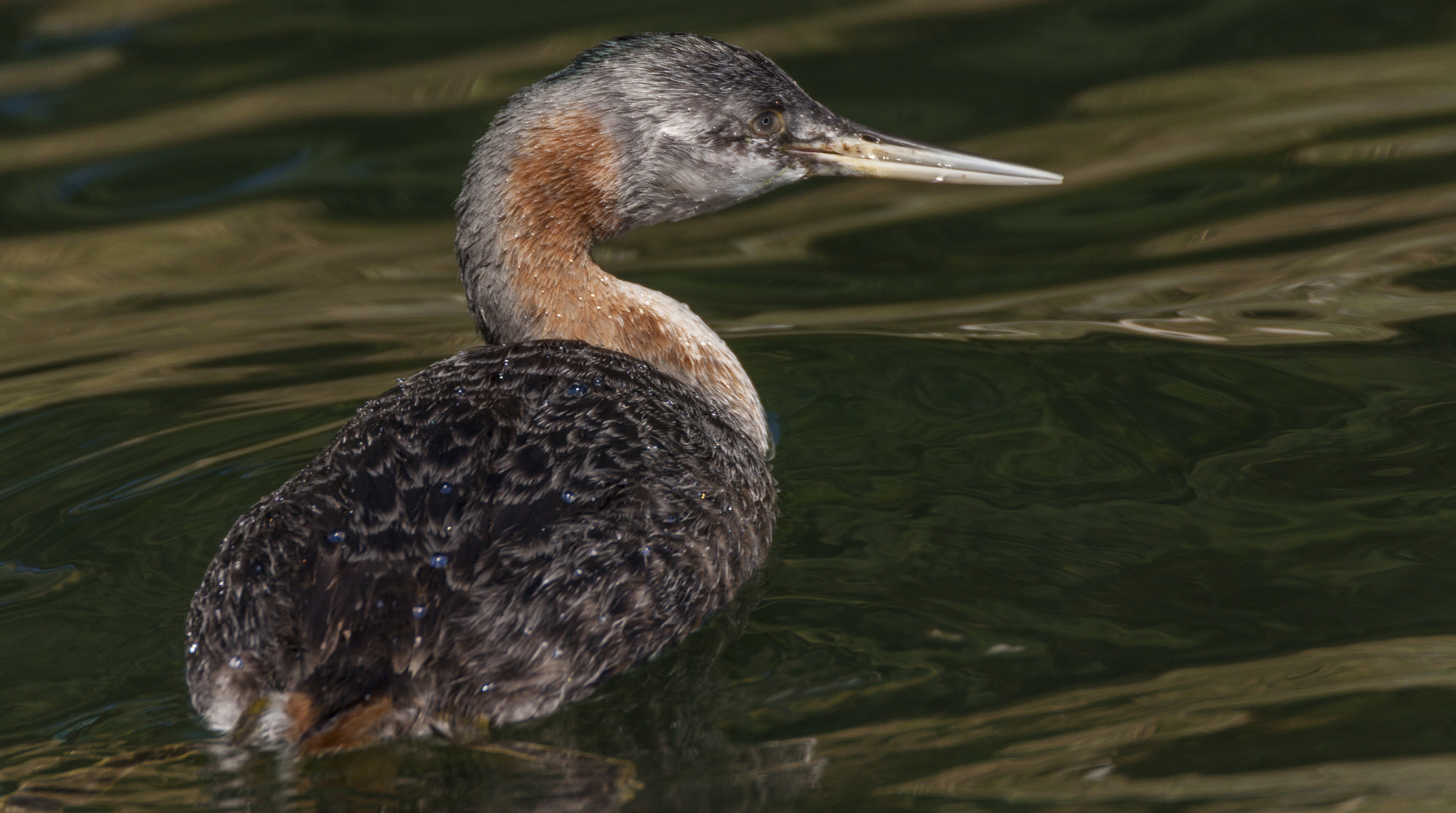 Tamron SP 150-600mm F5-6.3 Di VC USD sample photo. Luz lake photography