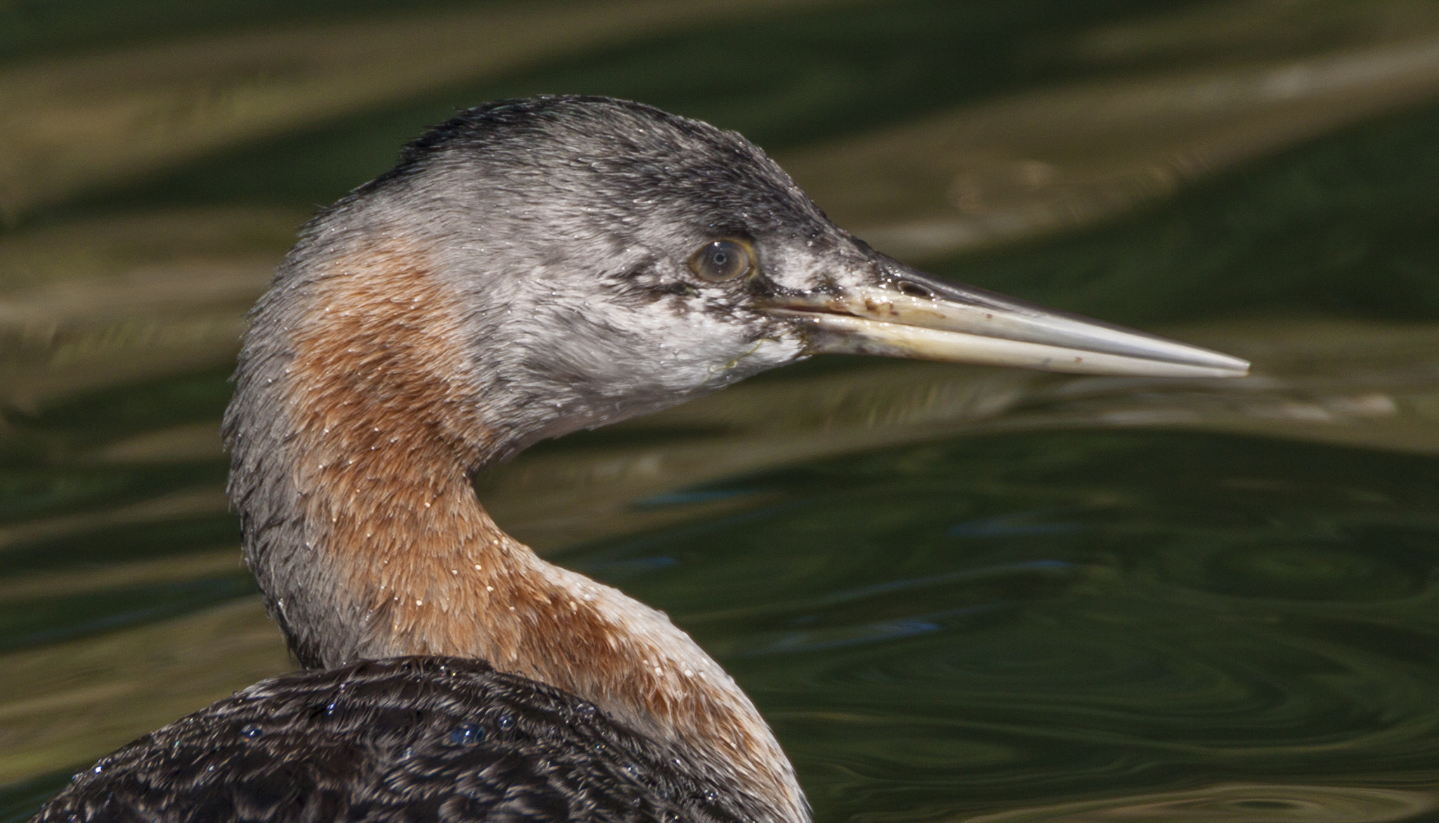 Tamron SP 150-600mm F5-6.3 Di VC USD sample photo. Luz lake photography