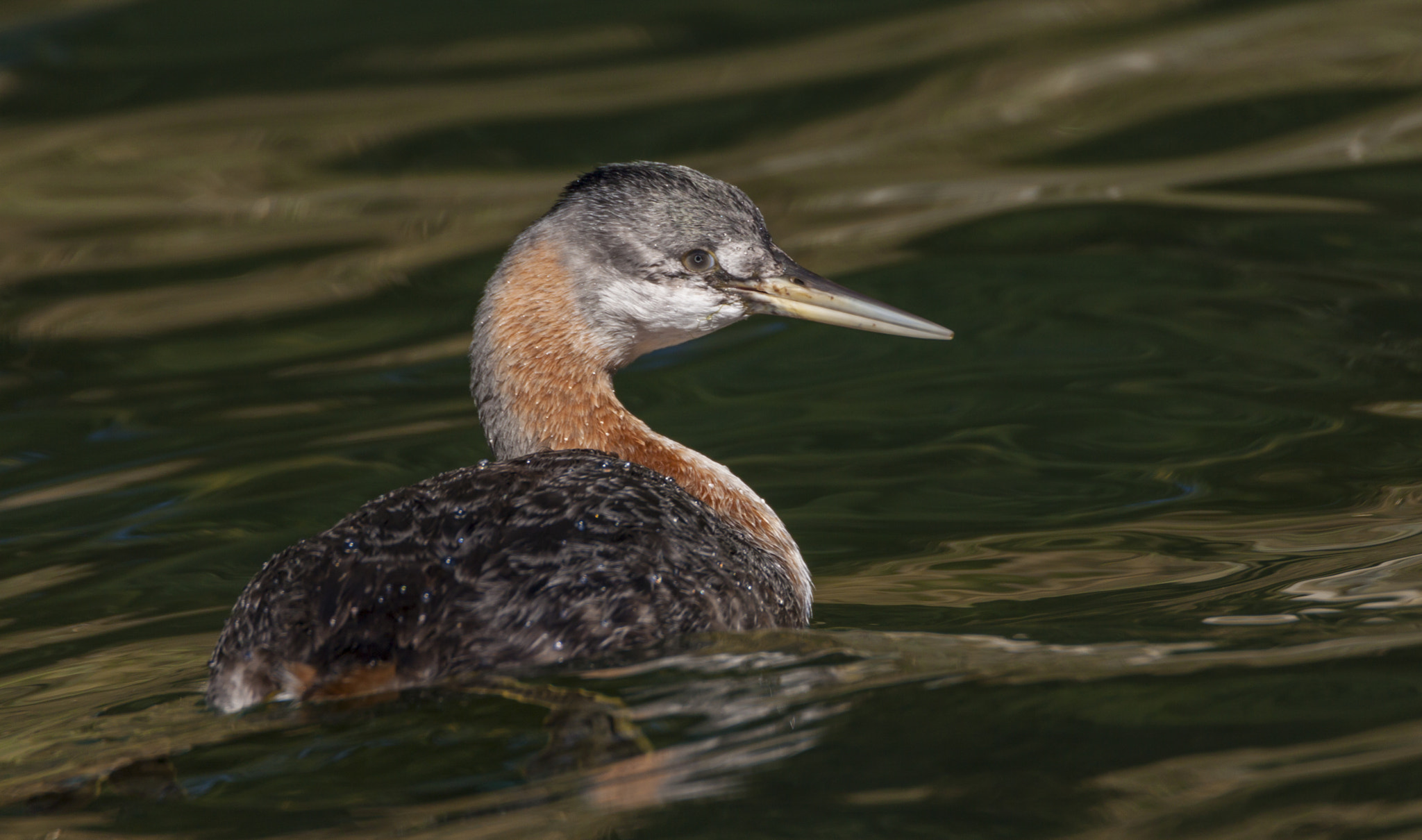 Tamron SP 150-600mm F5-6.3 Di VC USD sample photo. Luz lake photography