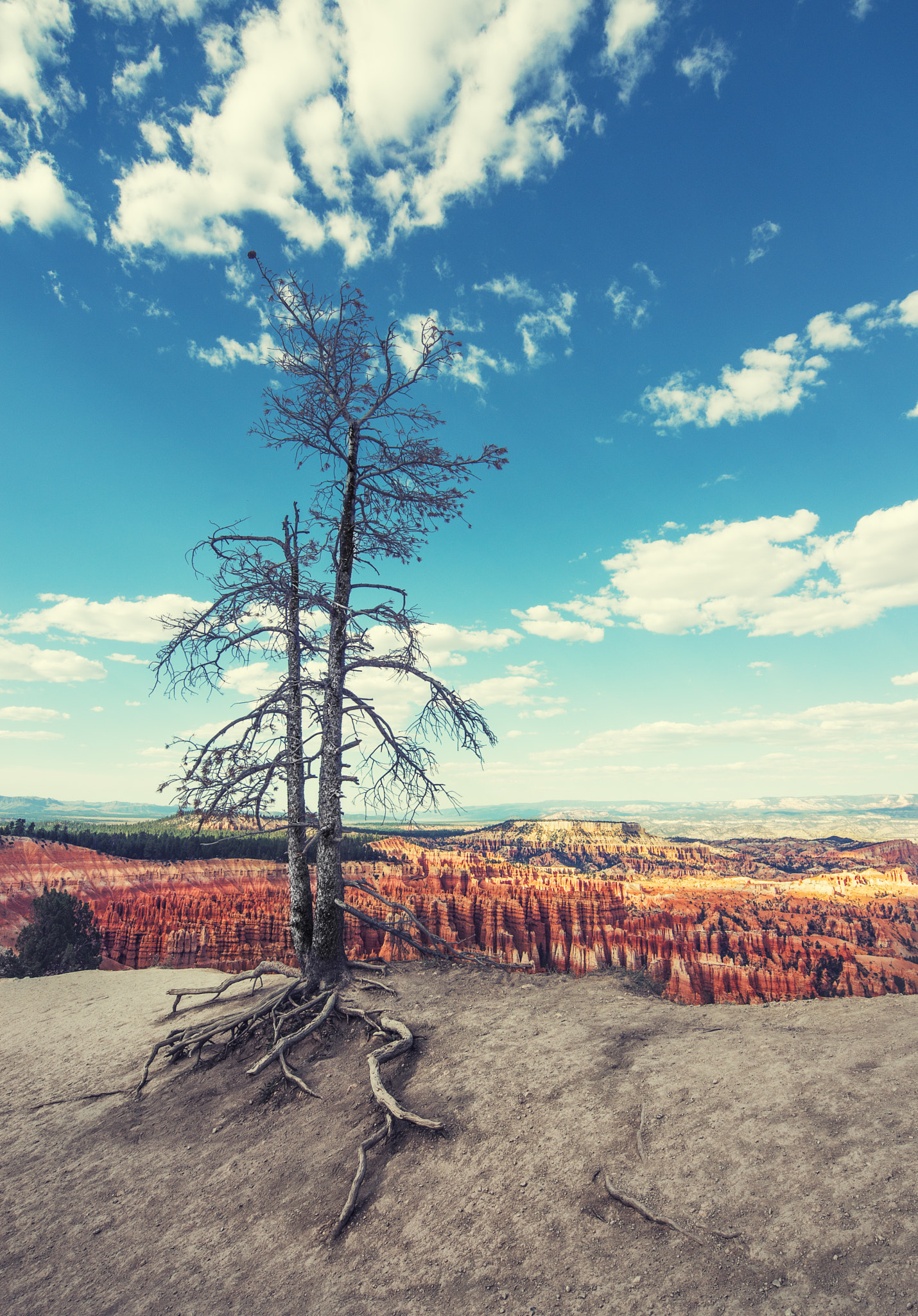 Minolta AF 28-80mm F3.5-5.6 II sample photo. Composing the bryce canyon photography