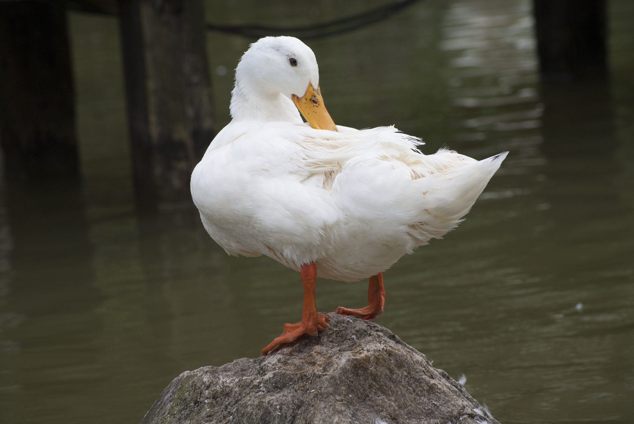 Sony Alpha DSLR-A300 + Sony DT 55-200mm F4-5.6 SAM sample photo. Yoga duck photography