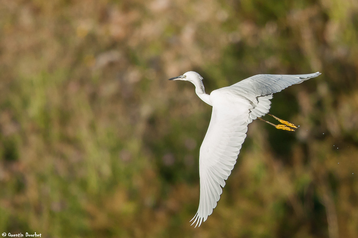 Canon EOS 450D (EOS Rebel XSi / EOS Kiss X2) + Canon EF 600mm F4L IS II USM sample photo. Envol d'aigrette garzette photography