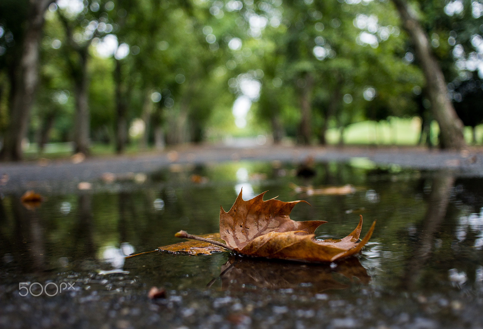 Canon EF 35-80mm f/4-5.6 sample photo. The autumn is coming photography