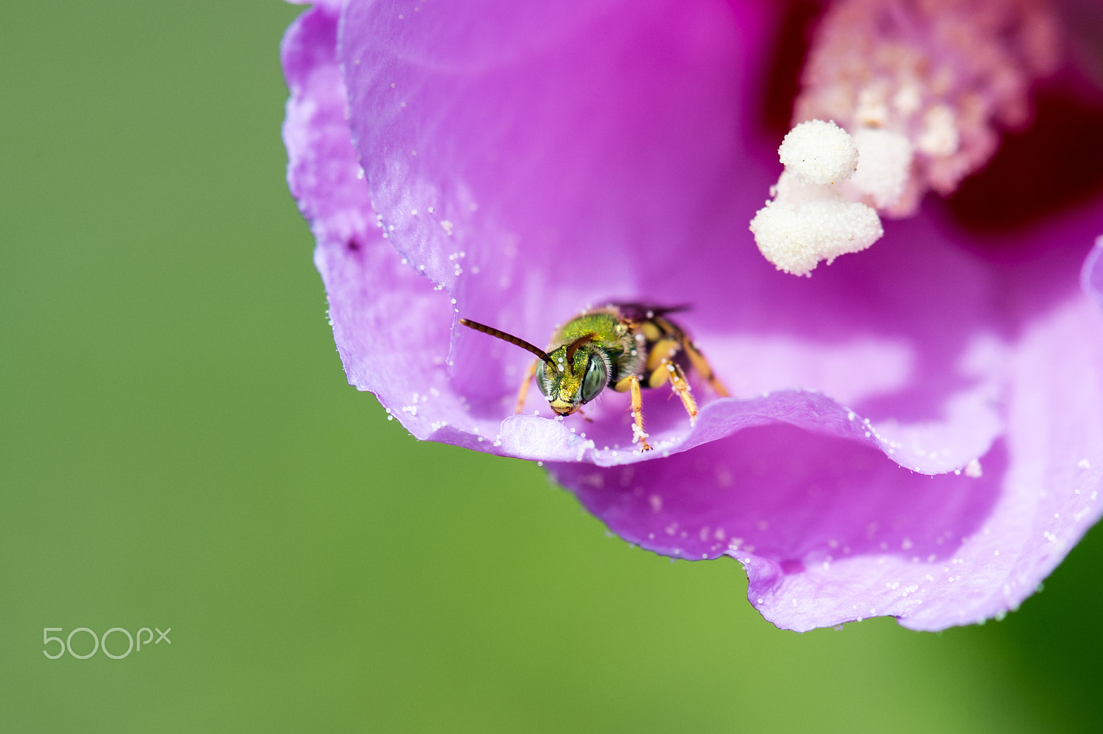 Nikon D4S sample photo. Shimmering photography