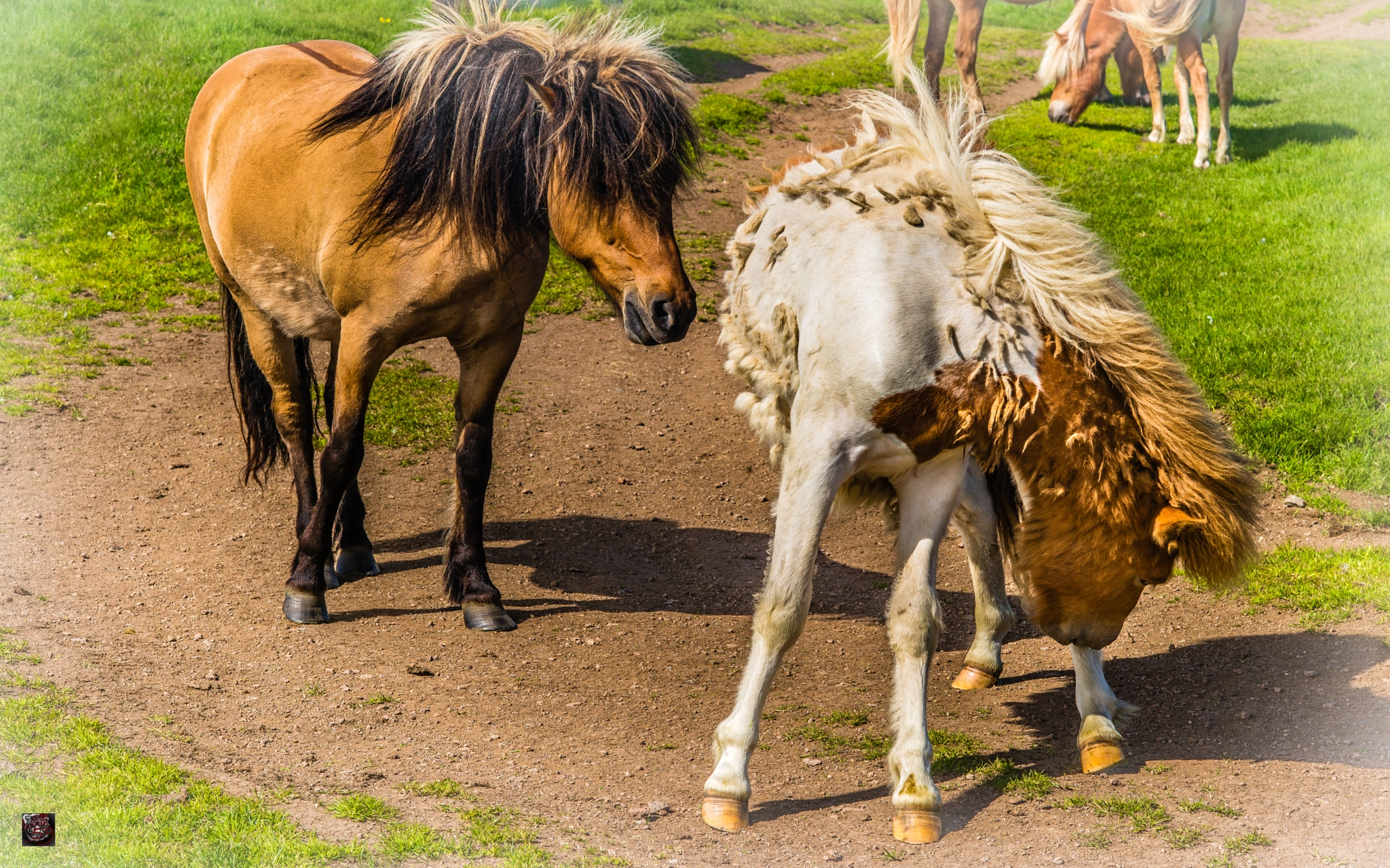Leica APO-Summicron-M 90mm F2 ASPH sample photo. Iceland: the north - icelandic horses "don't be shy and say hello!" :-))) photography