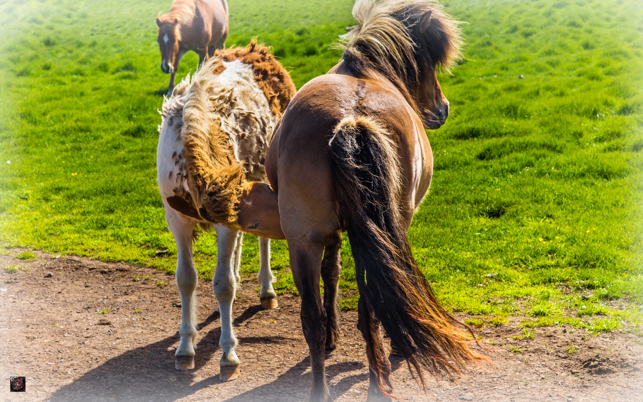 Leica APO-Summicron-M 90mm F2 ASPH sample photo. Iceland: the north - icelandic horses "mom is the best!" :-))) photography