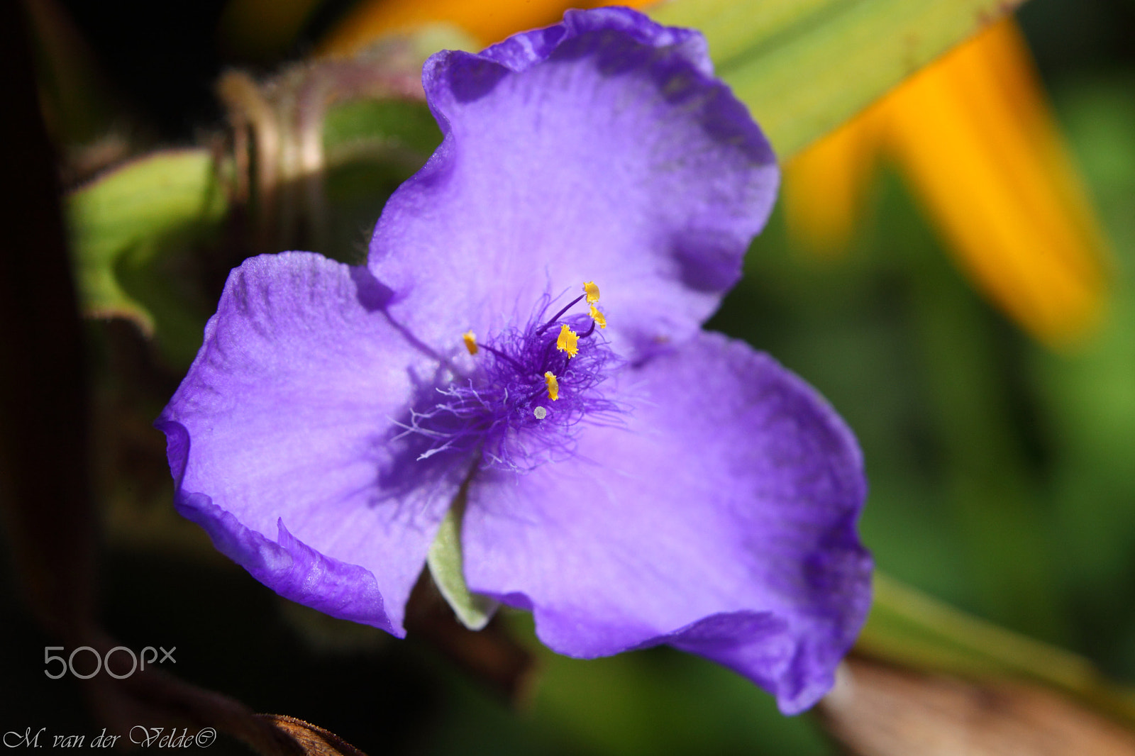Canon EF 35-350mm F3.5-5.6L USM sample photo. Purple attraction photography