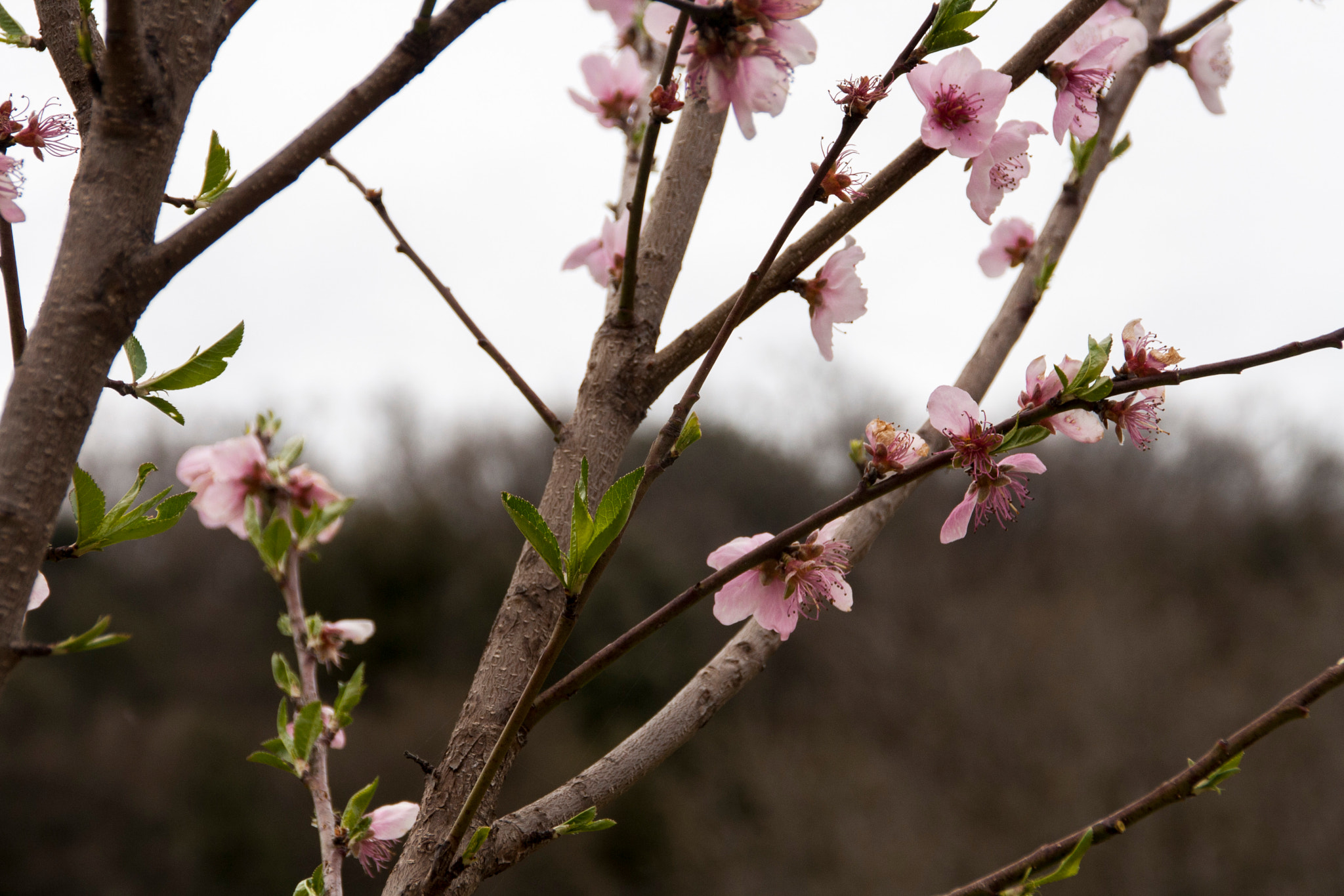 Canon EOS 1000D (EOS Digital Rebel XS / EOS Kiss F) sample photo. Spring memories photography