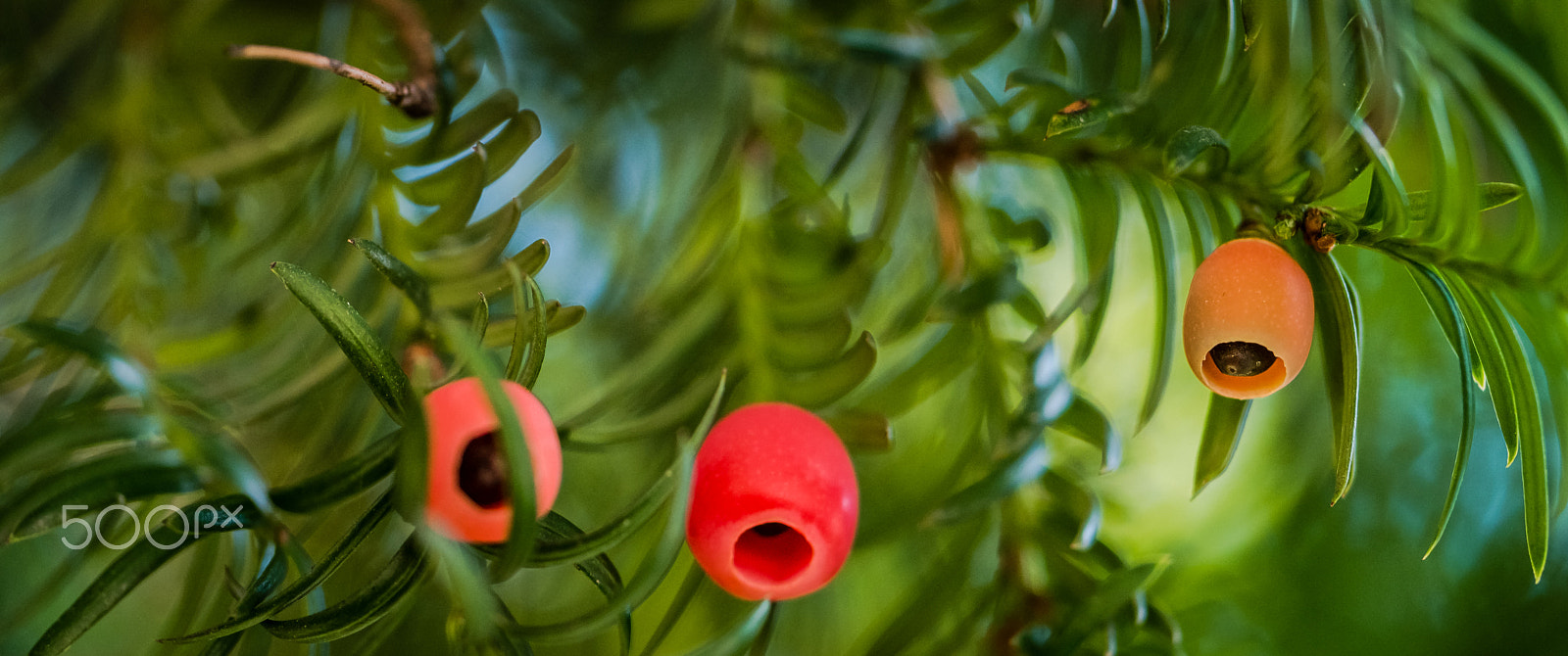 Samsung NX1 + Samsung NX 60mm F2.8 Macro ED OIS SSA sample photo. Taxus in topkapi palace photography