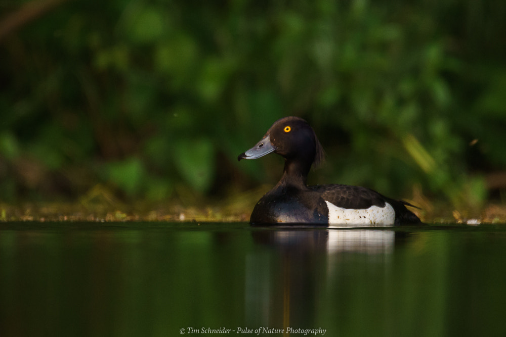 Tamron SP 150-600mm F5-6.3 Di VC USD sample photo. The yellow eye photography