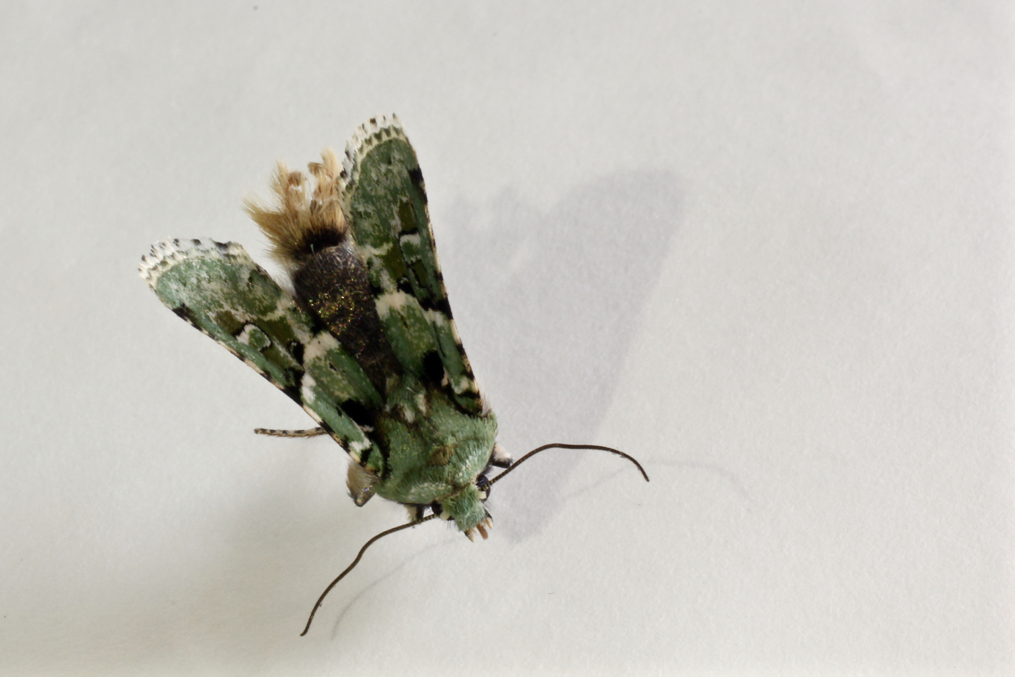 Canon EOS 60D + Canon EF 50mm F2.5 Macro sample photo. Insect macro 2... photography
