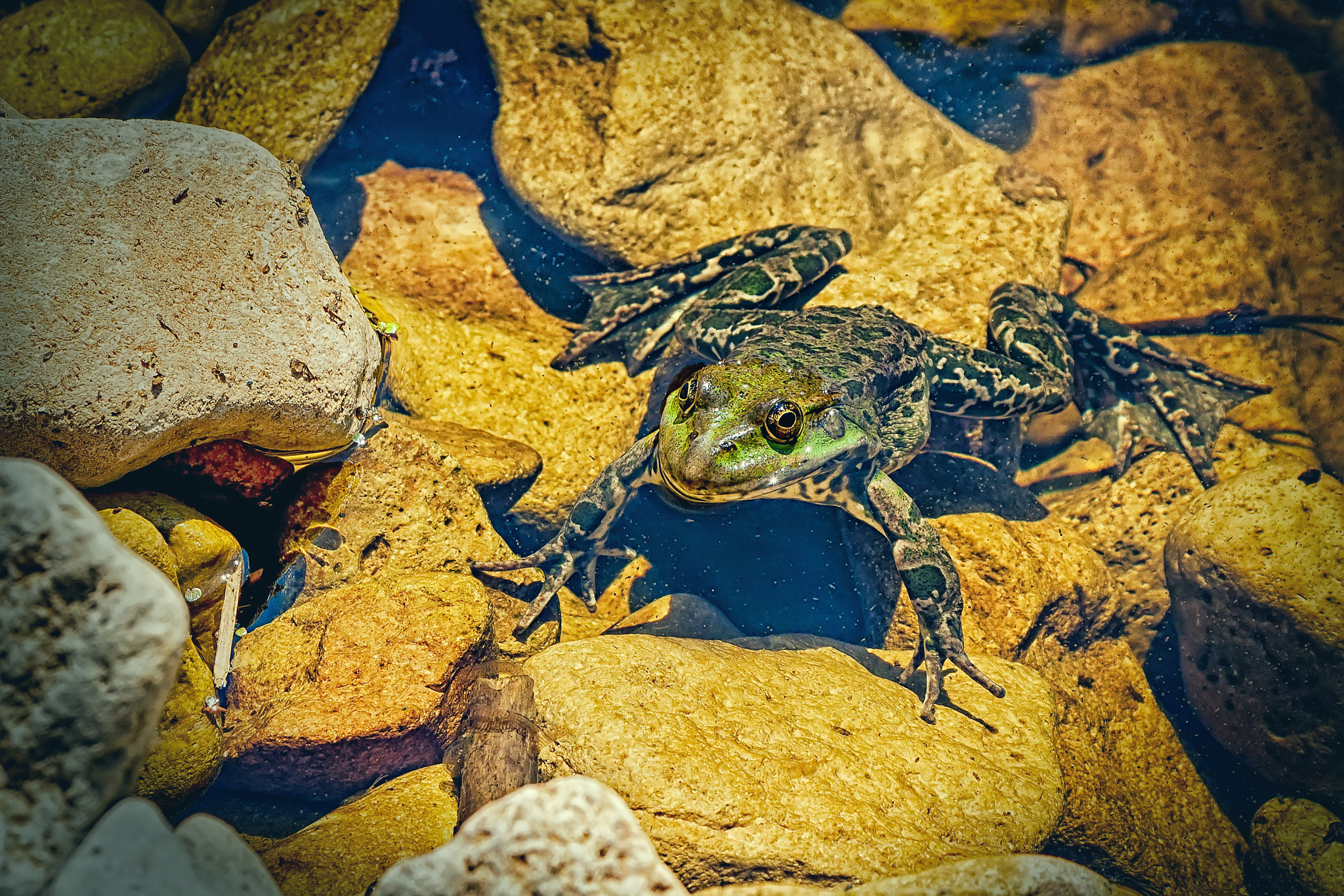 Canon EOS 500D (EOS Rebel T1i / EOS Kiss X3) sample photo. The frog photography