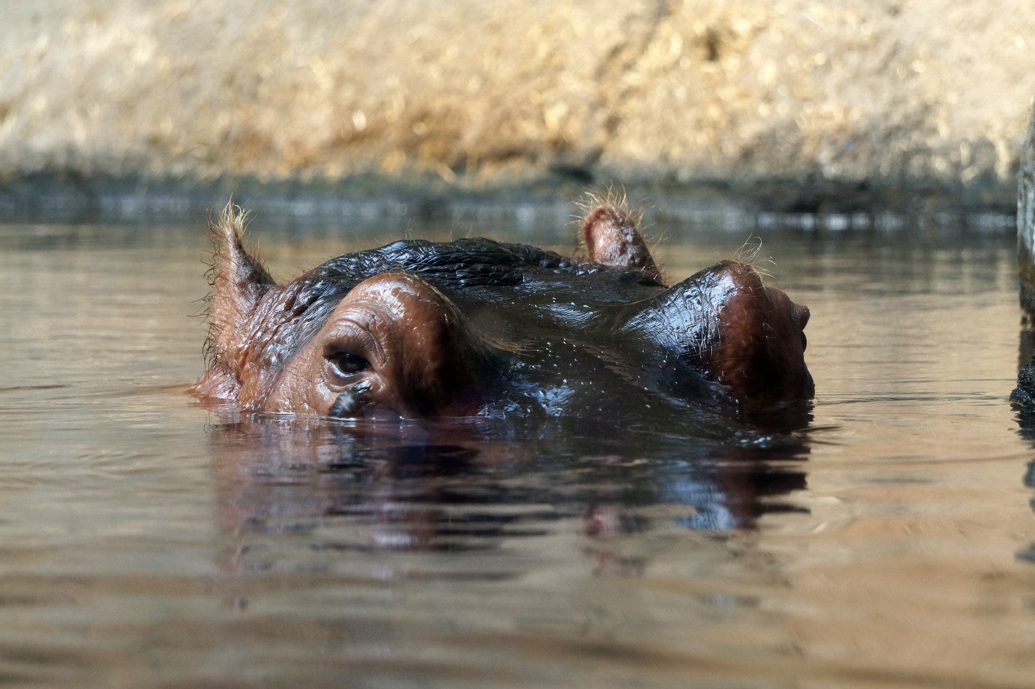 Sony Alpha a3000 sample photo. Hippopotamus photography