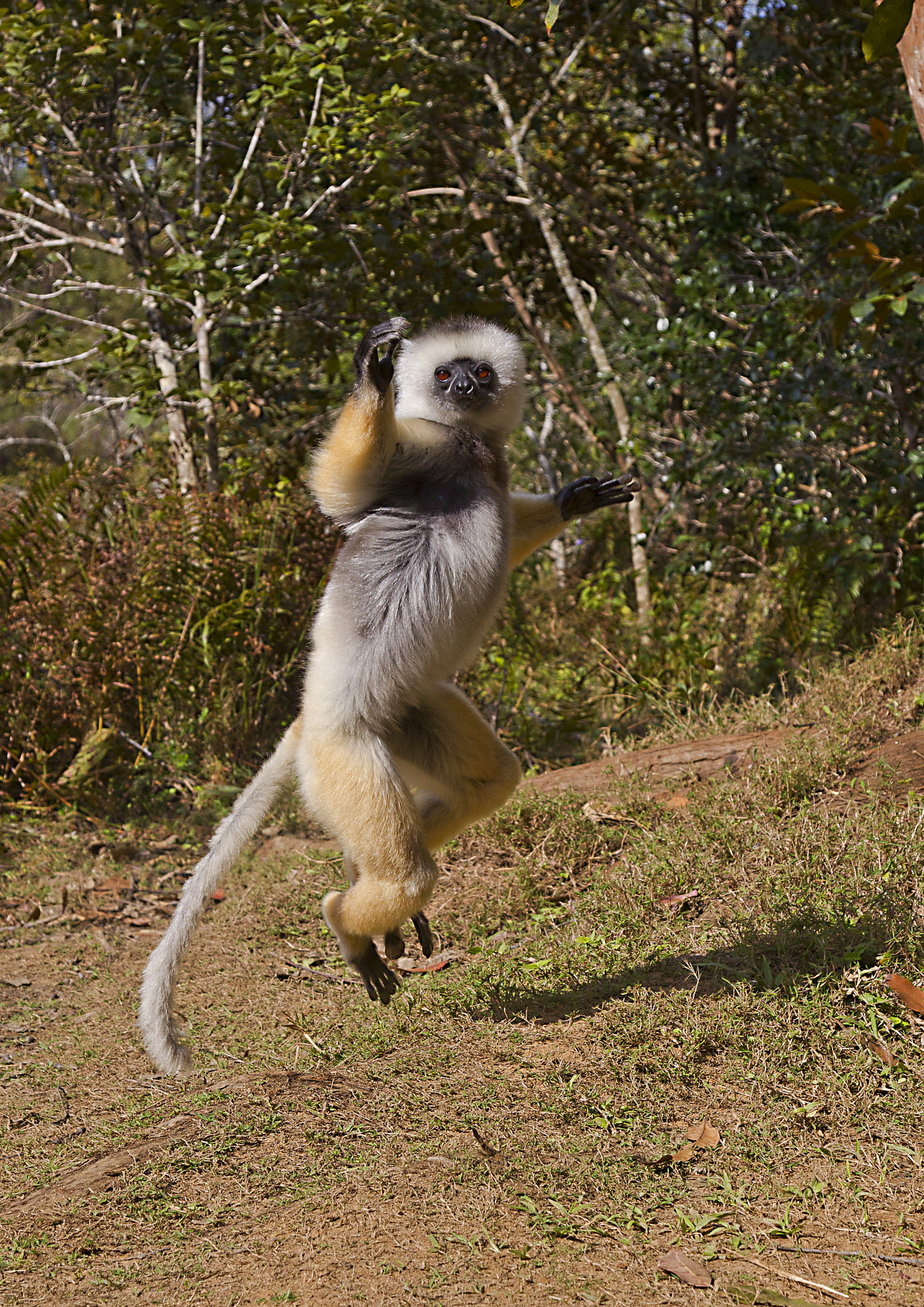 Canon EOS-1D Mark IV sample photo. Dancing sifaka photography