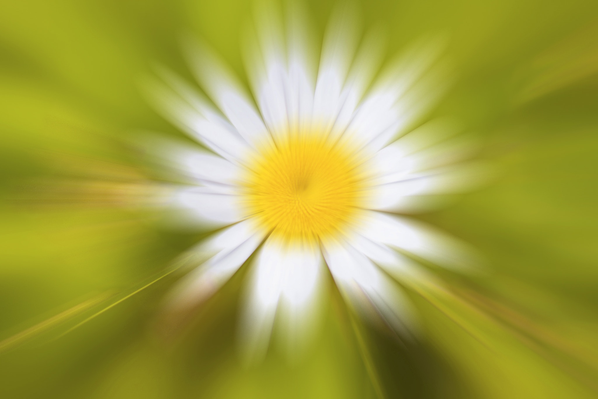 Sigma 105mm F2.8 EX DG Macro sample photo. Ромашка photography