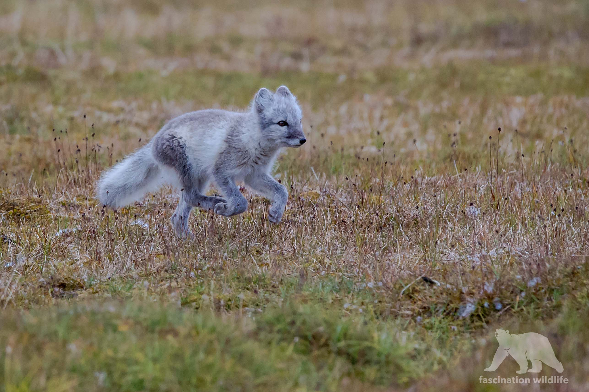 Sigma 150-600mm F5-6.3 DG OS HSM | S sample photo. Arctic fox photography