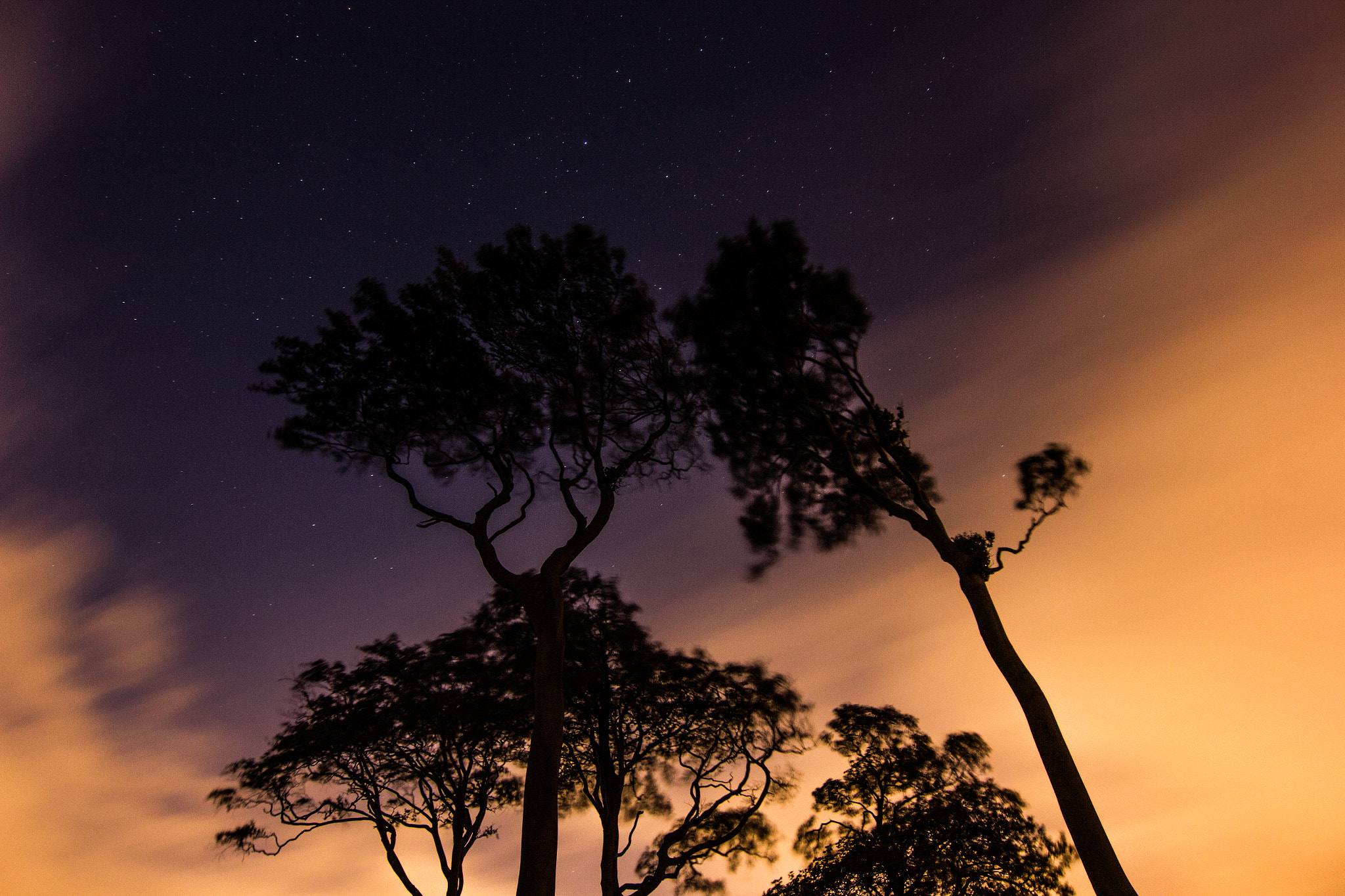 Tokina AT-X Pro 12-24mm F4 (IF) DX sample photo. Trees and stars by night photography