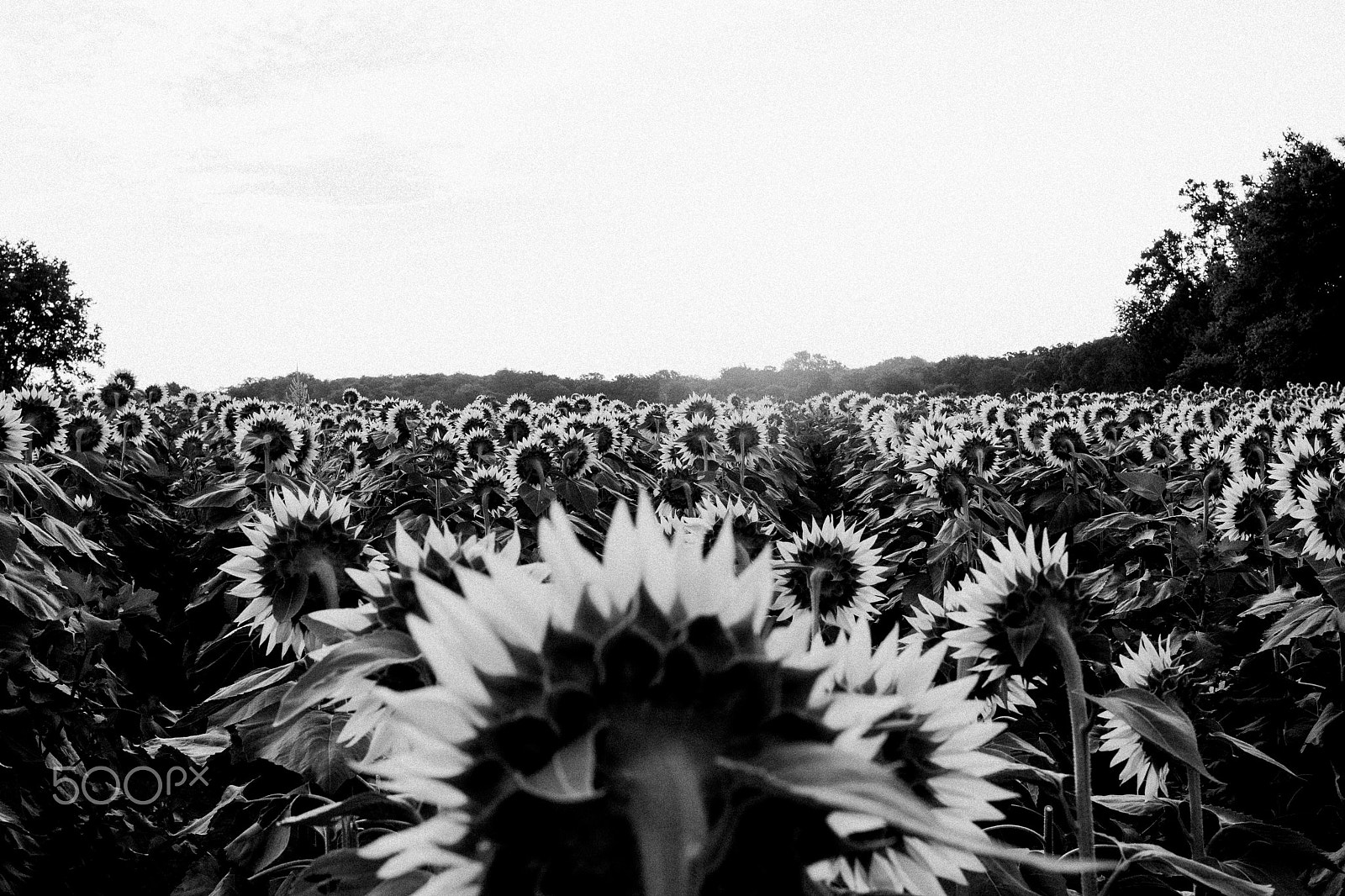 Canon EF 35mm F2 IS USM sample photo. Sunflower on labor day photography
