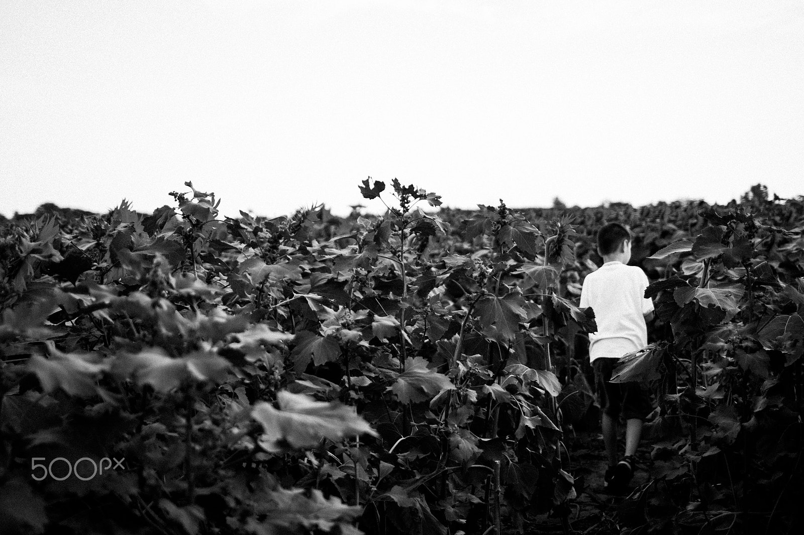 Canon EF 35mm F2 IS USM sample photo. Sunflower on labor day photography