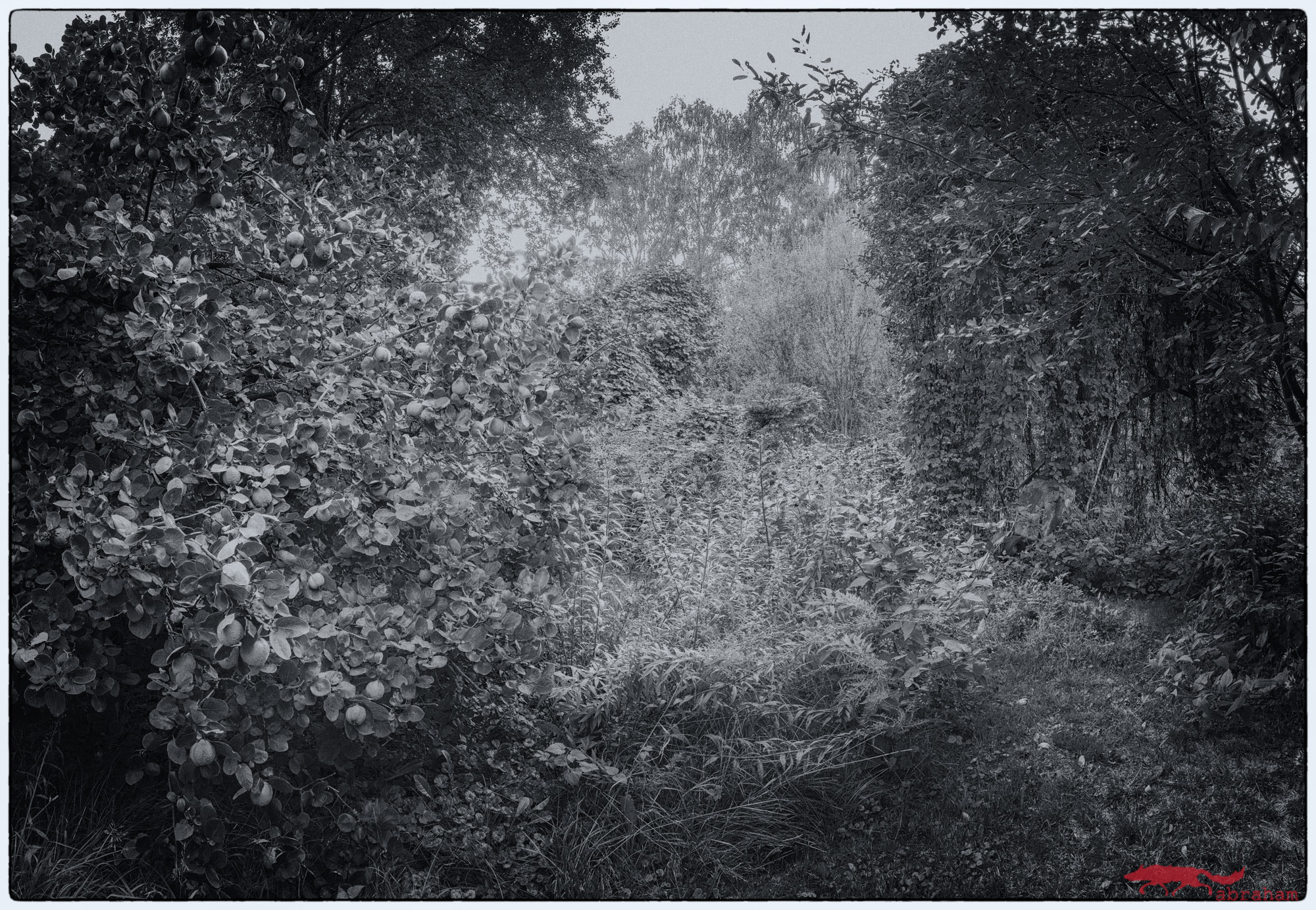 Nikon D750 + Nikon AF-S Nikkor 24mm F1.4G ED sample photo. My secret garden ii photography