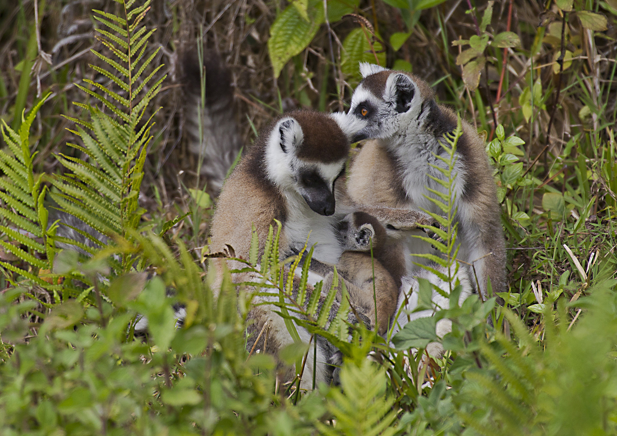 Canon EF 70-200mm F2.8L IS II USM sample photo. Ringtailed lemur family photography